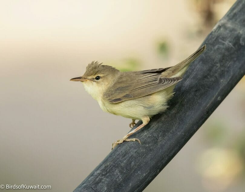 Marsh Warbler Acrocephalus palustris