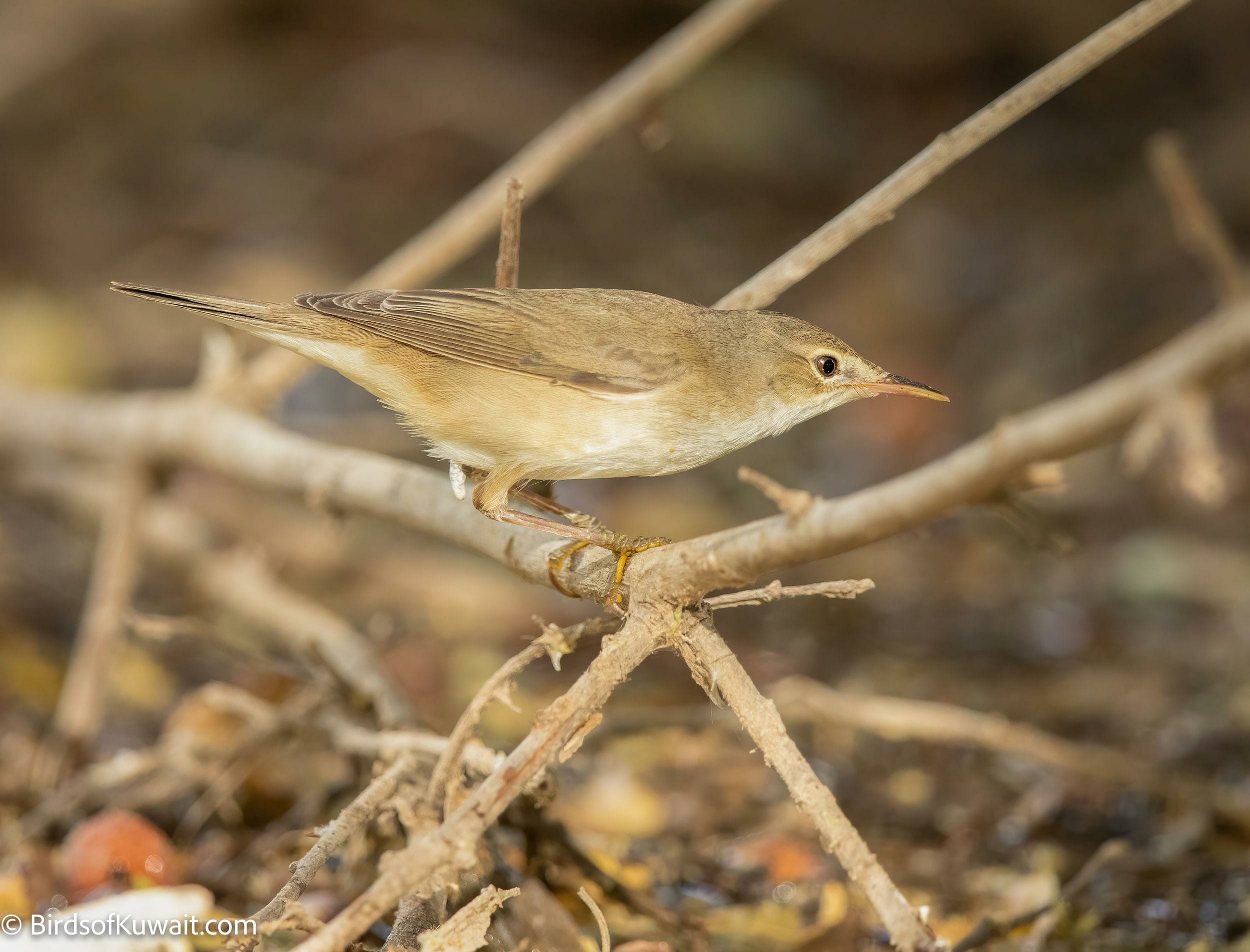 Marsh Warbler Acrocephalus palustris