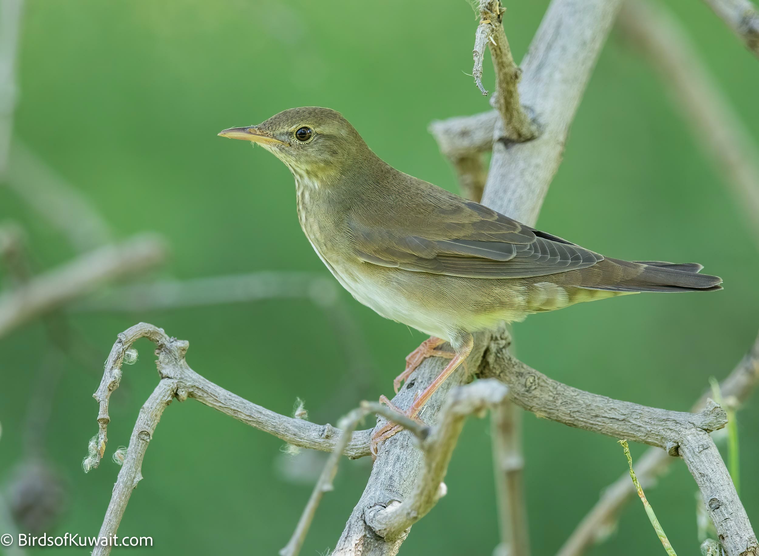 River Warbler Locustella fluviatilis