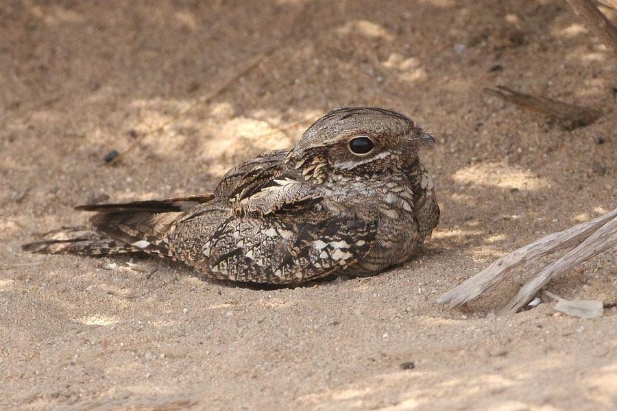 European-Nightjar-7722