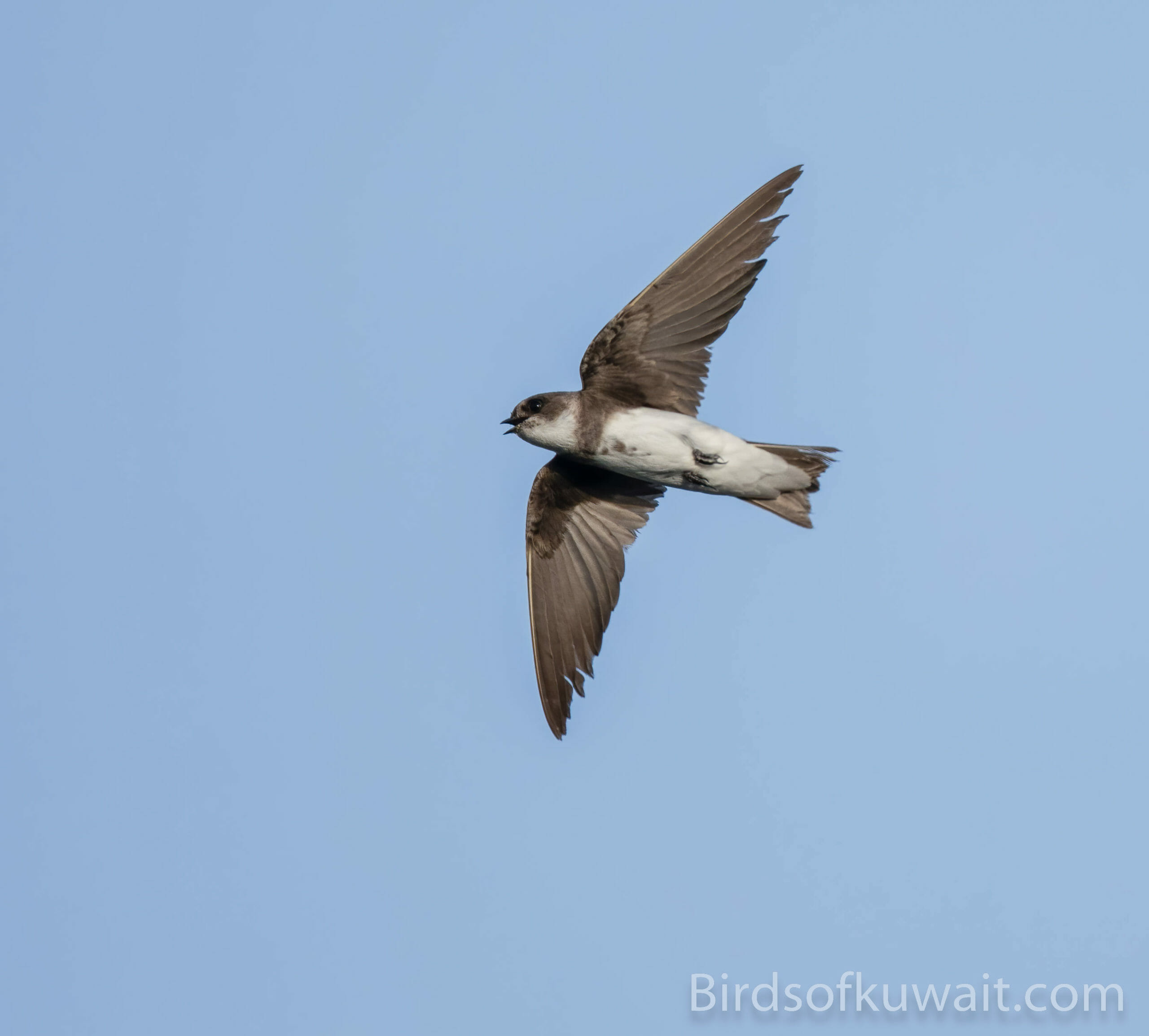 Sand Martin Riparia riparia