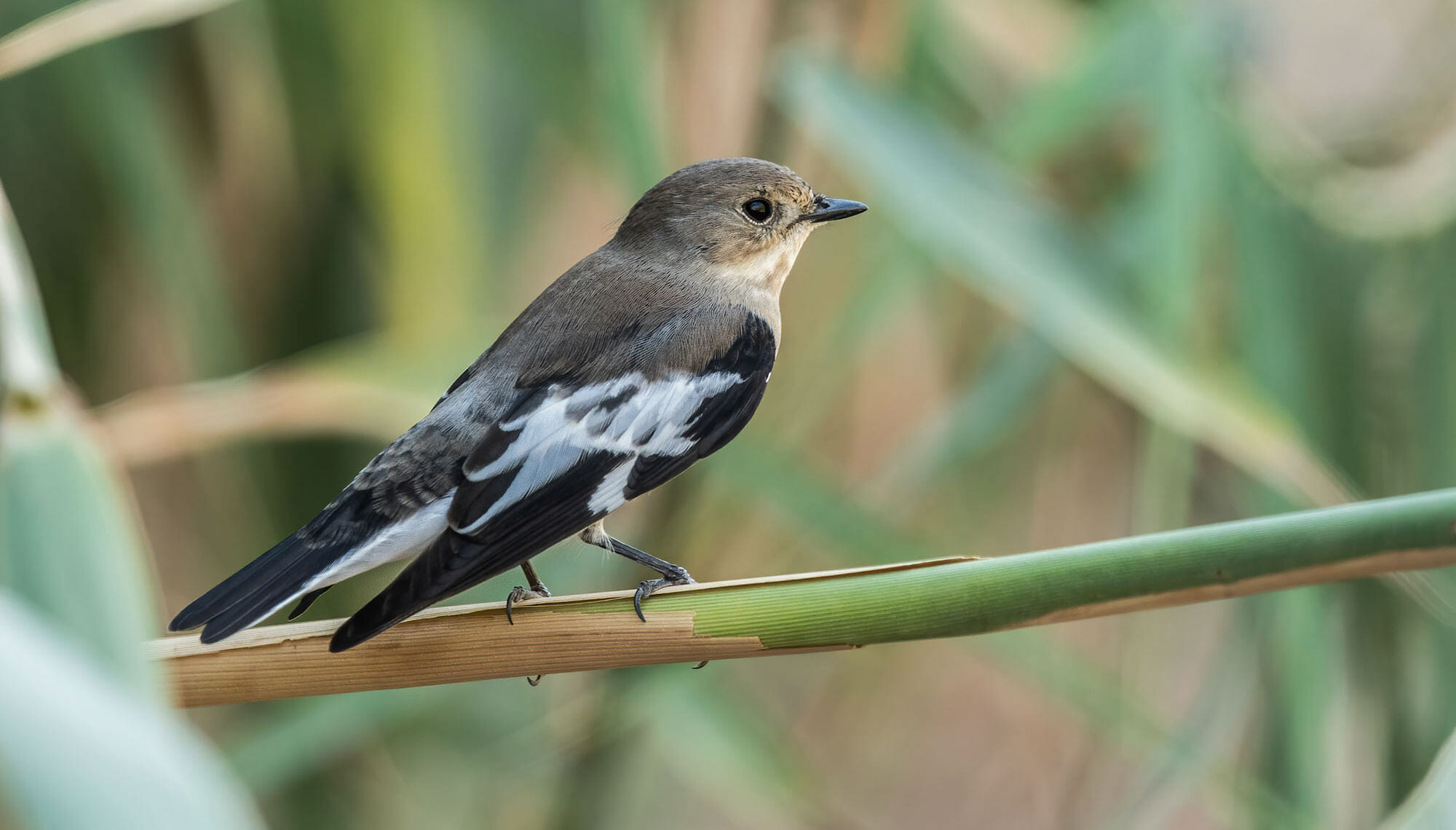 Semi-collared Flycatcher Ficedula semitorquata