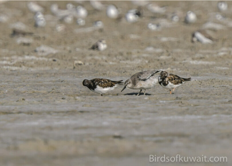 Red Knot Calidris canutus