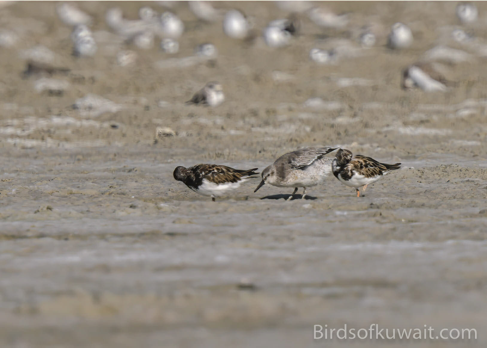 Red Knot Calidris canutus