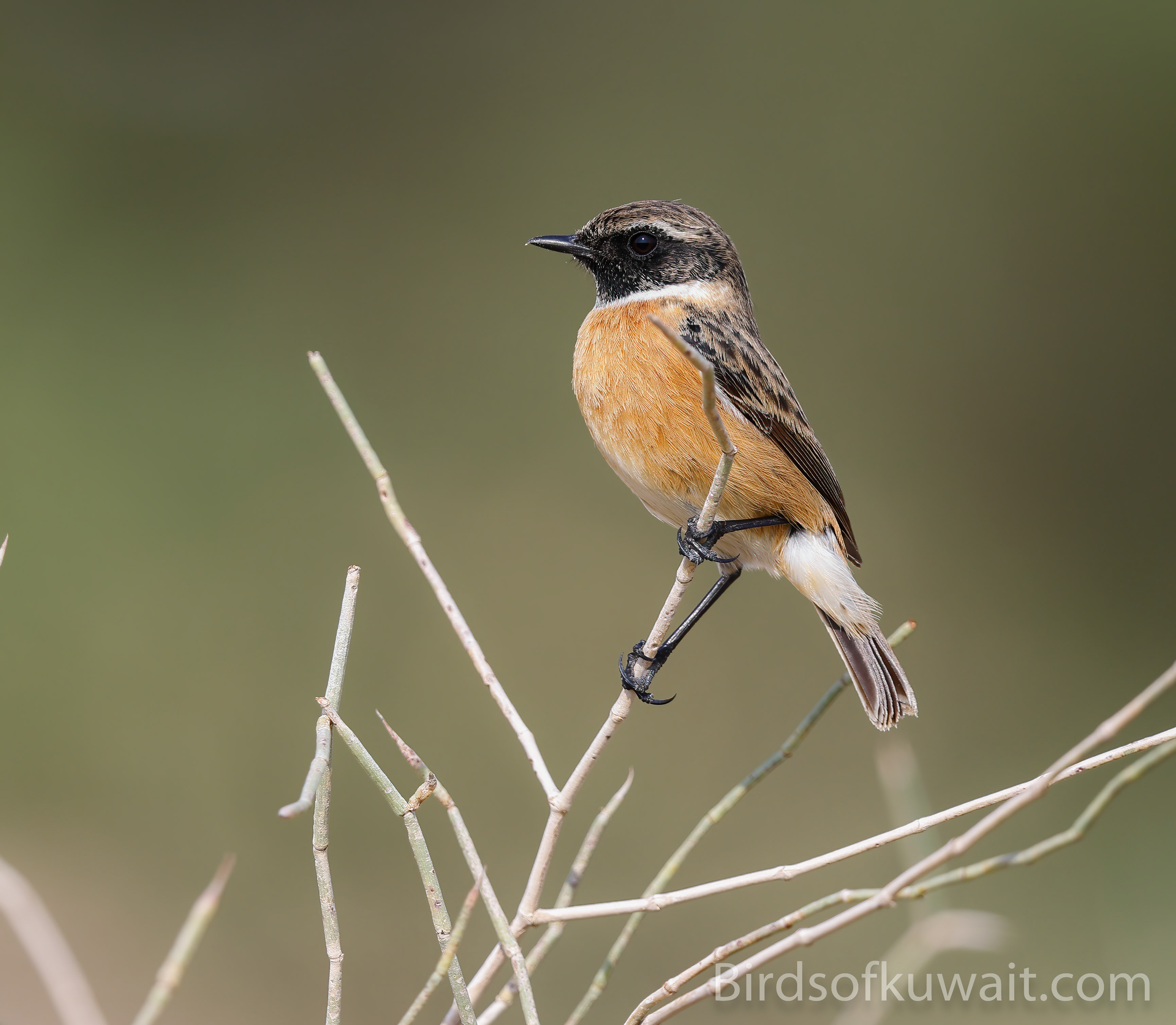 European Stonechat Saxicola rubicola