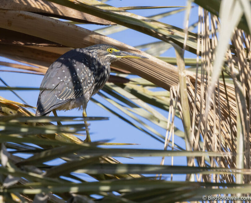 Striated Heron Butorides striata