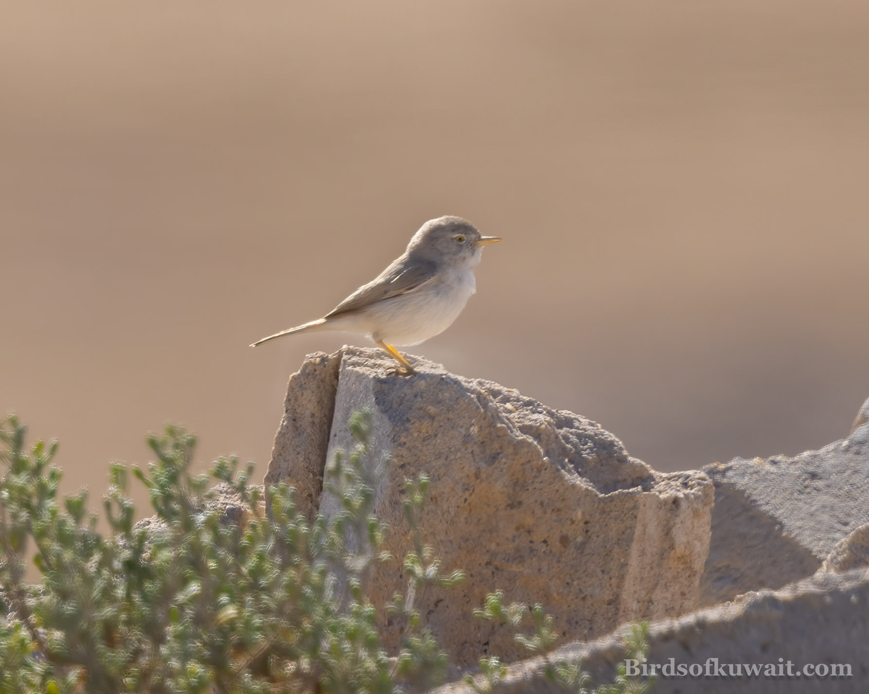 Asian Desert Warbler Curruca nana Asian Desert Warbler Curruca nana
