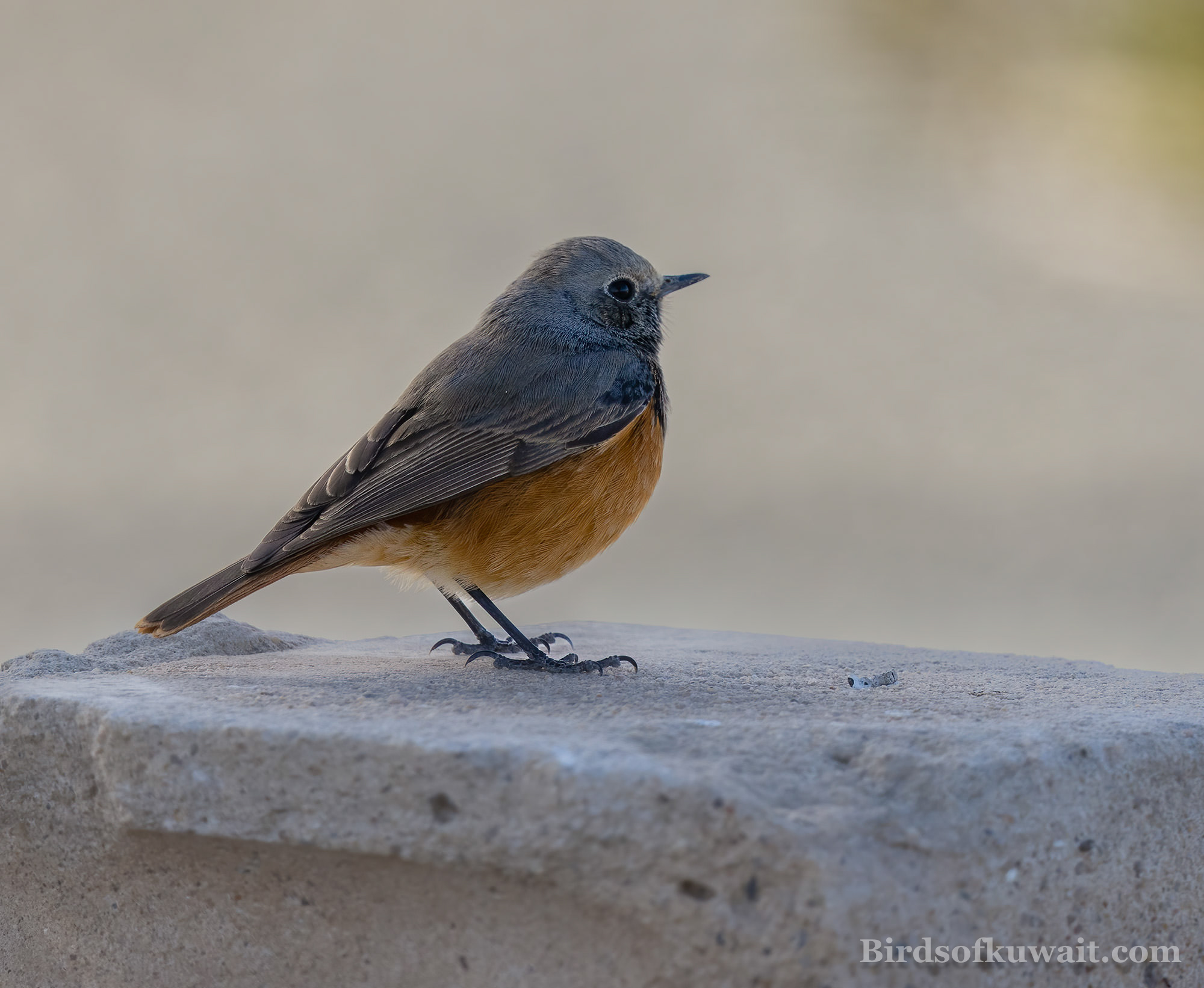 Western Black Redstart Phoenicurus ochruros Western Black Redstart Phoenicurus ochruros