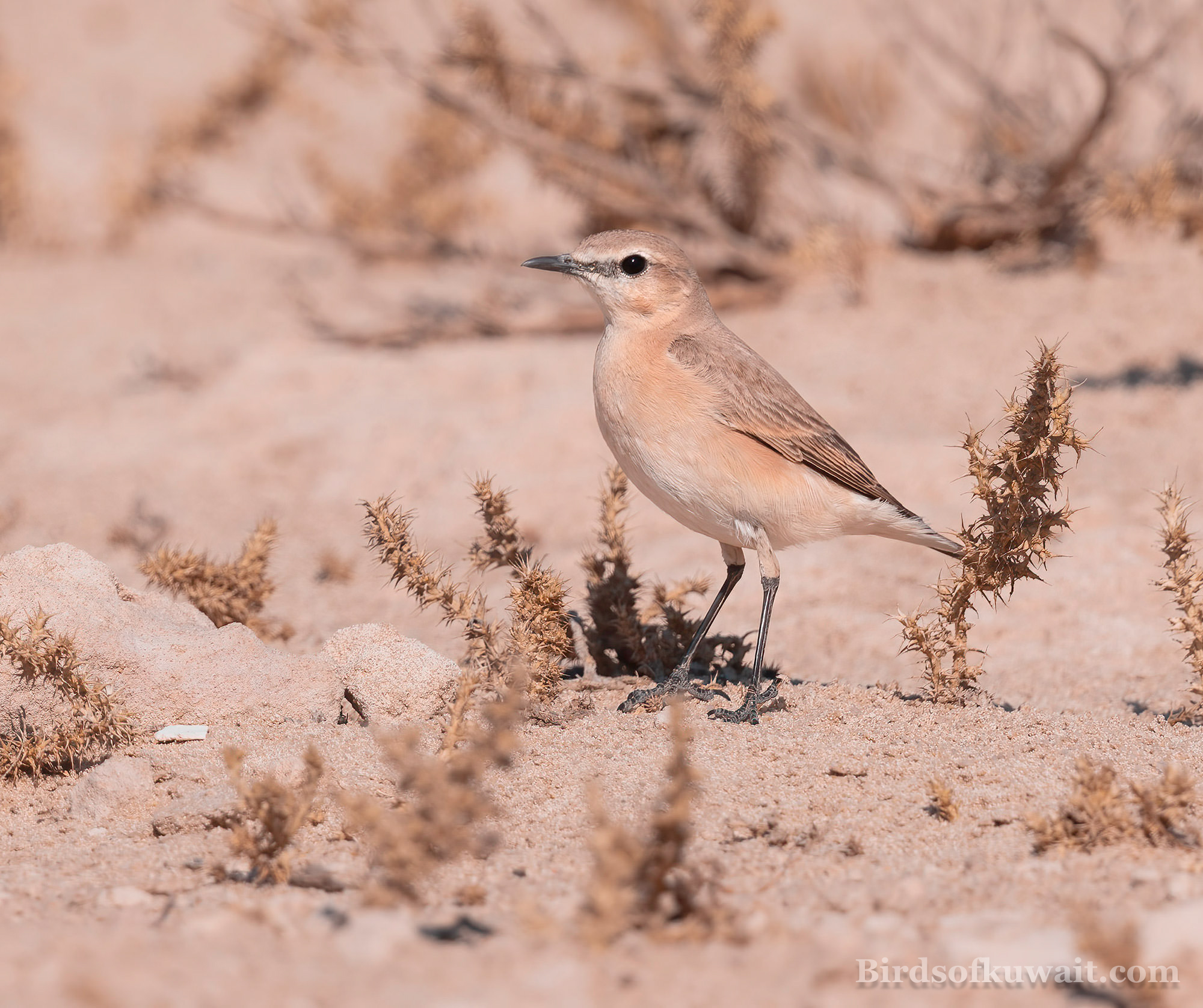 Isabelline Wheatear Oenanthe isabellina Isabelline Wheatear Oenanthe isabellina