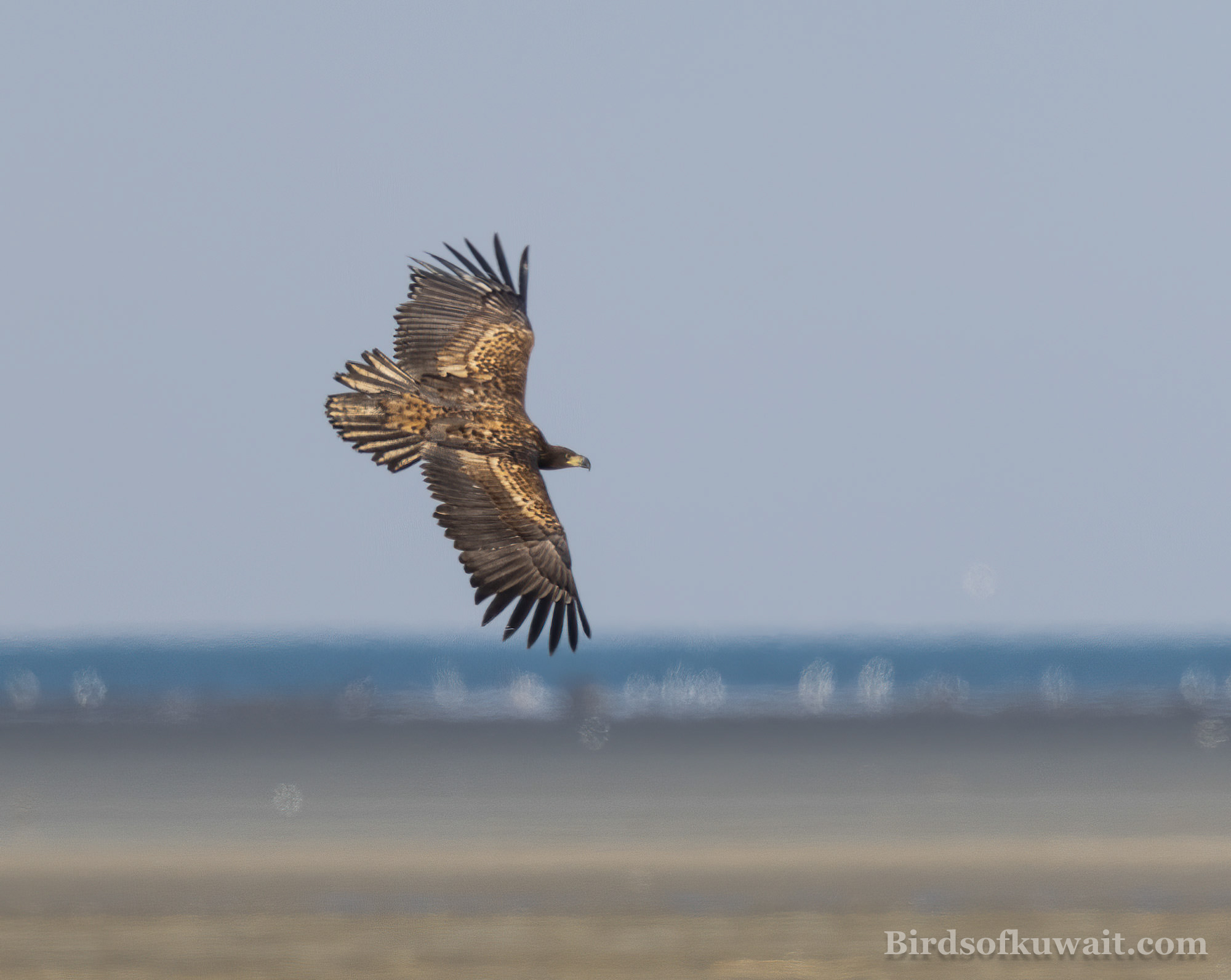 White-tailed Eagle Haliaeetus albicilla