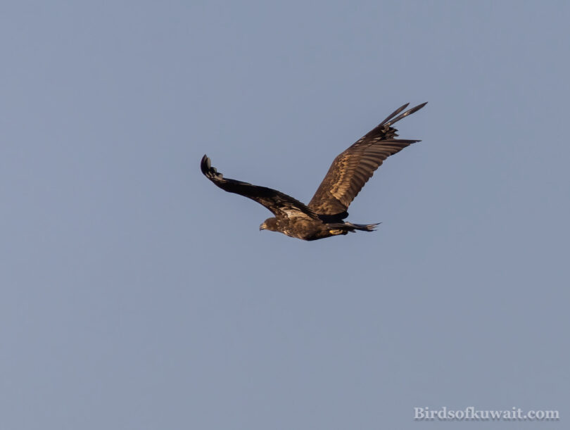 White-tailed Eagle Haliaeetus albicilla