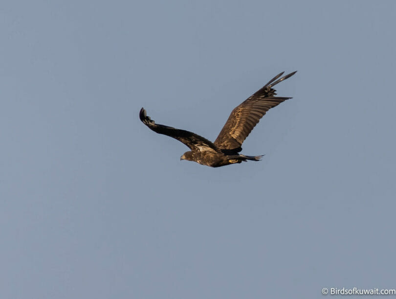 White-tailed Eagle Haliaeetus albicilla