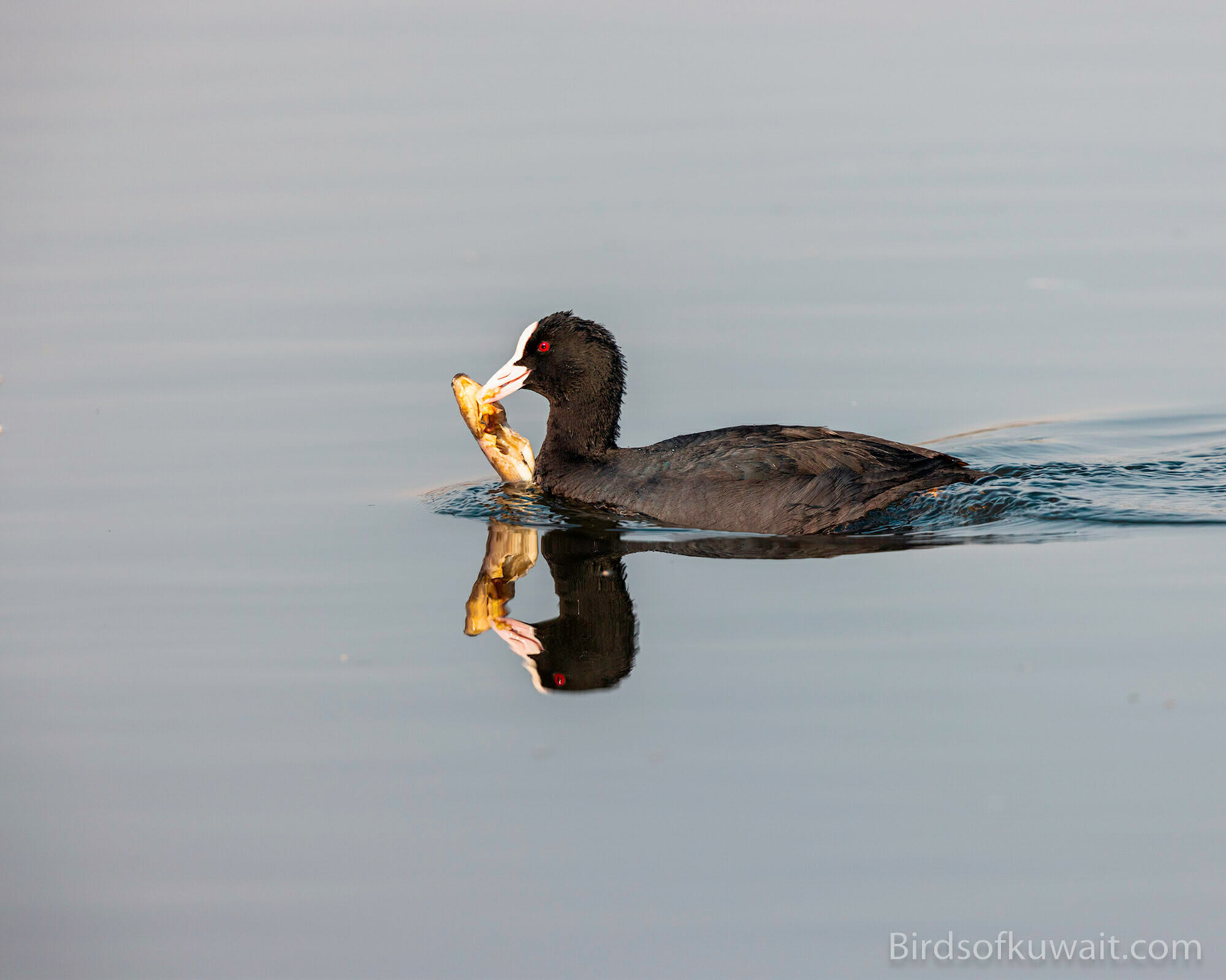 Eurasian Coot Fulica atra