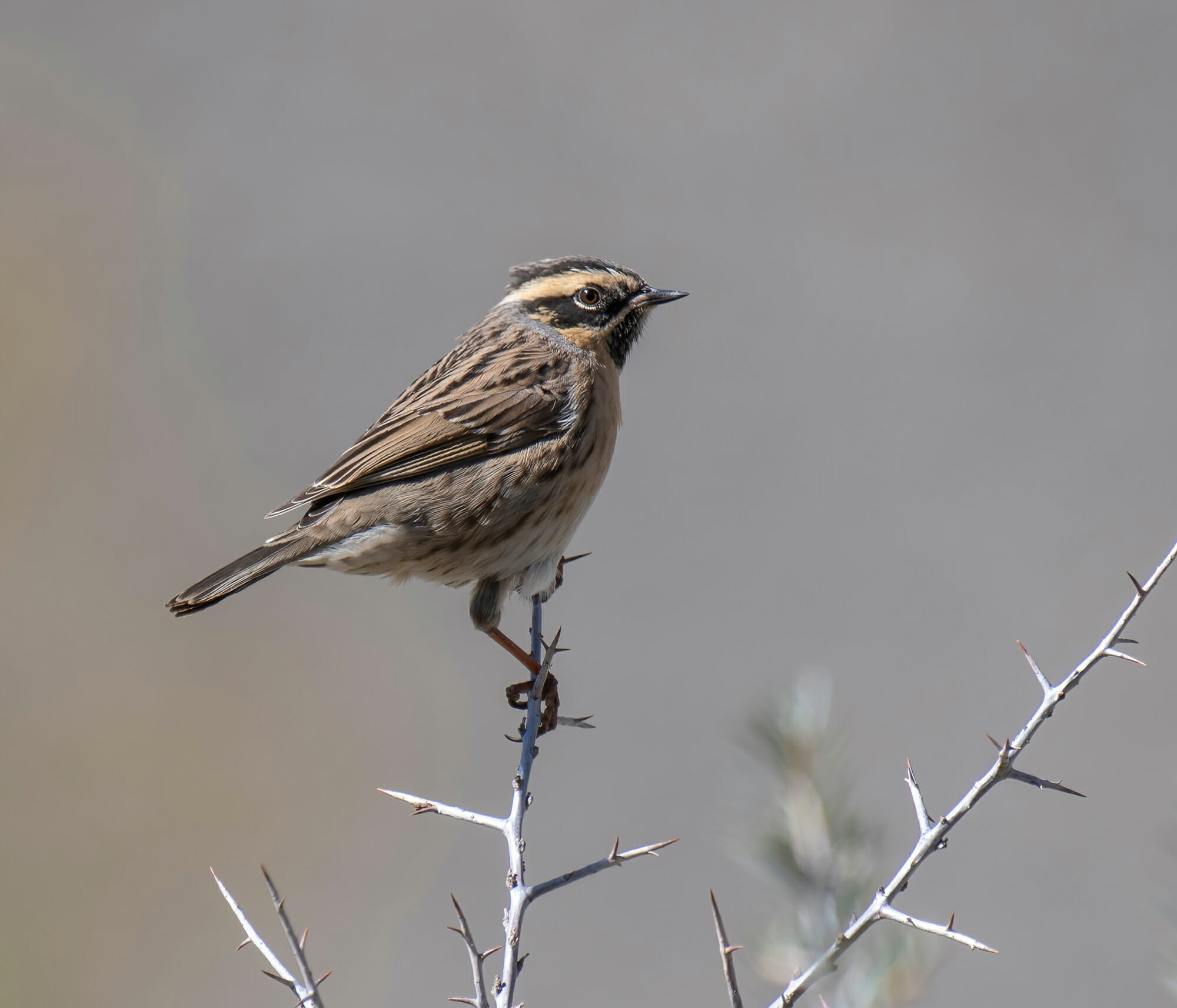Black-throated Accentor Prunella atrogularis