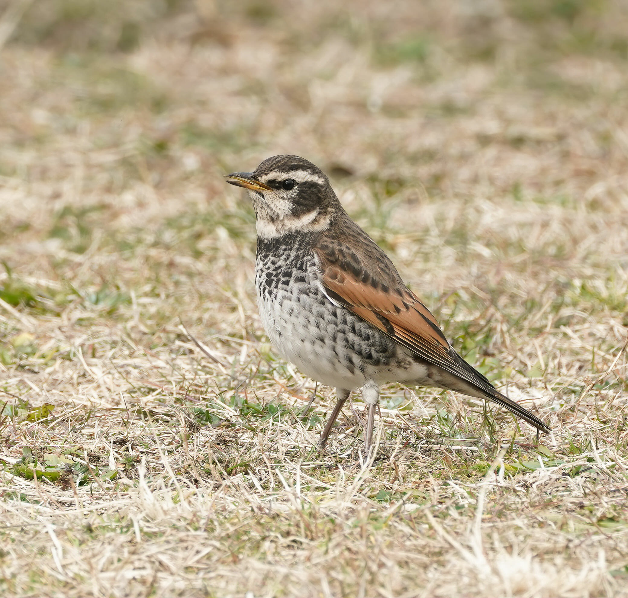 Dusky Thrush Turdus eunomus