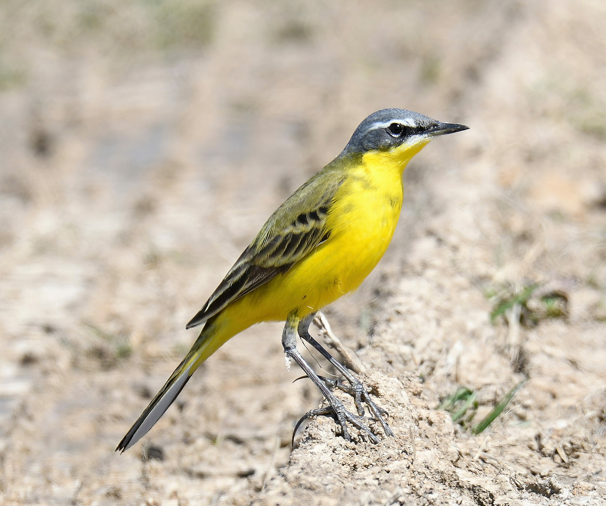 Eastern Yellow Wagtail Motacilla tsutschensis