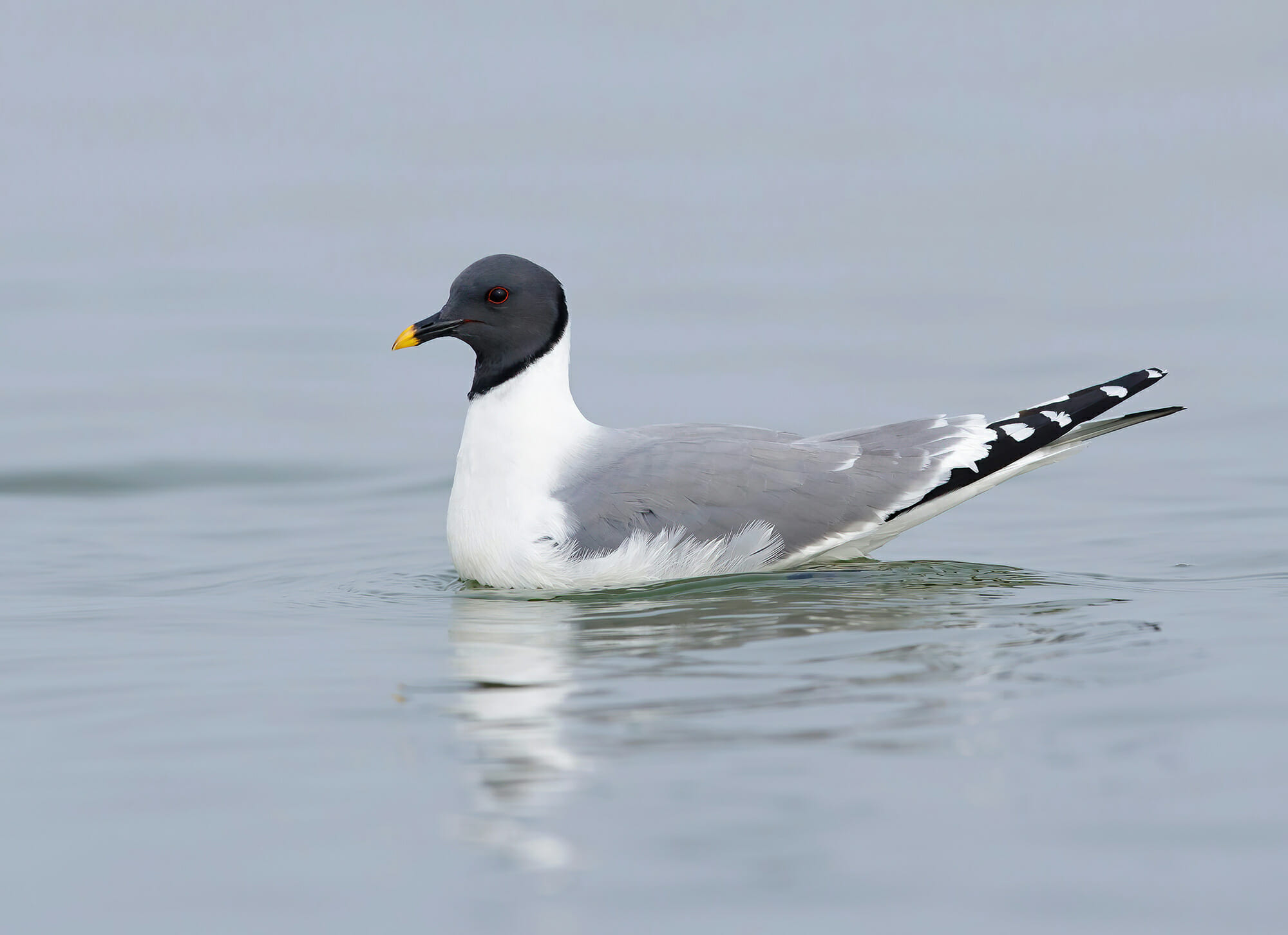 Sabine’s Gull Xema sabini