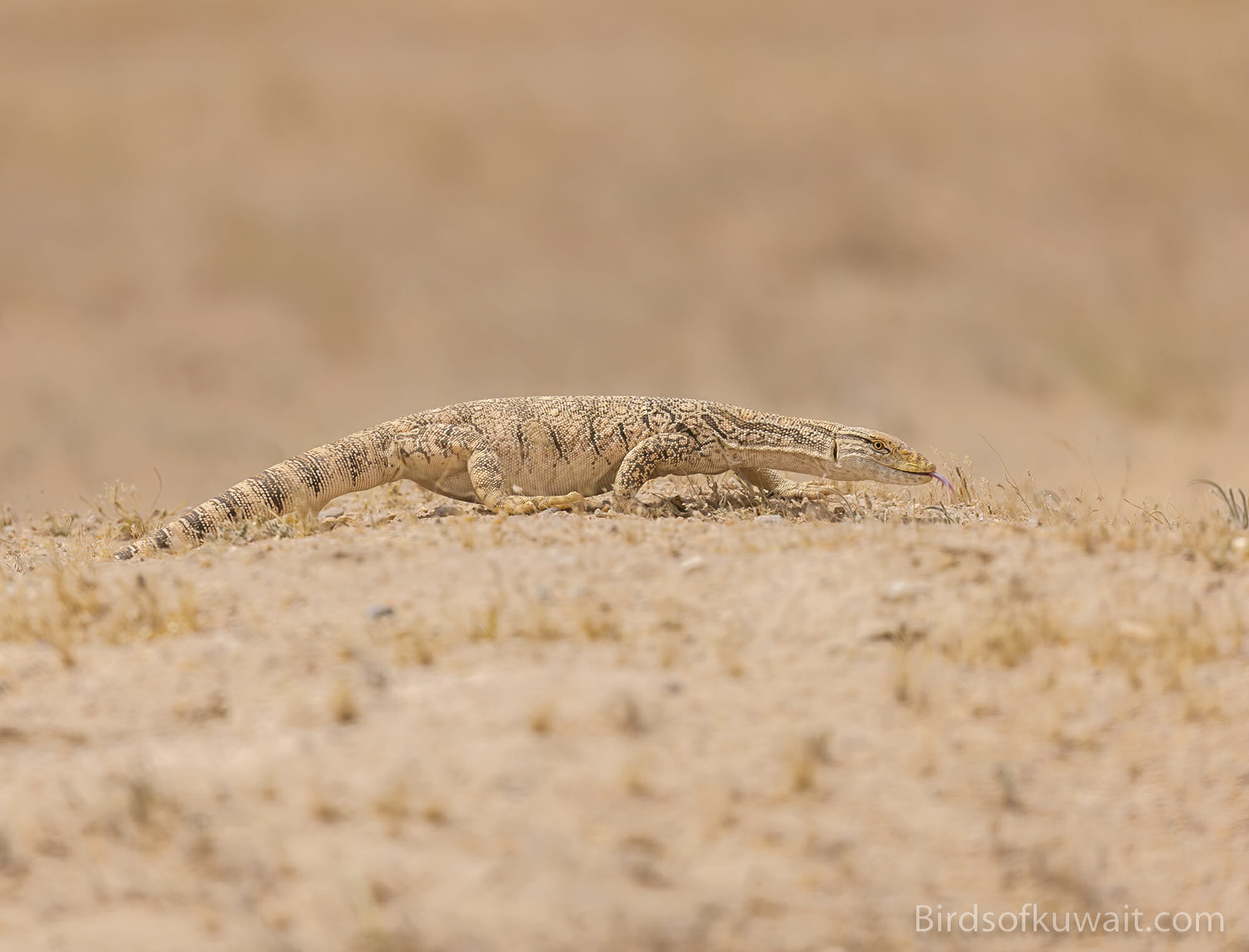 Desert Monitor Varanus griseus Bird Sightings from Kuwait