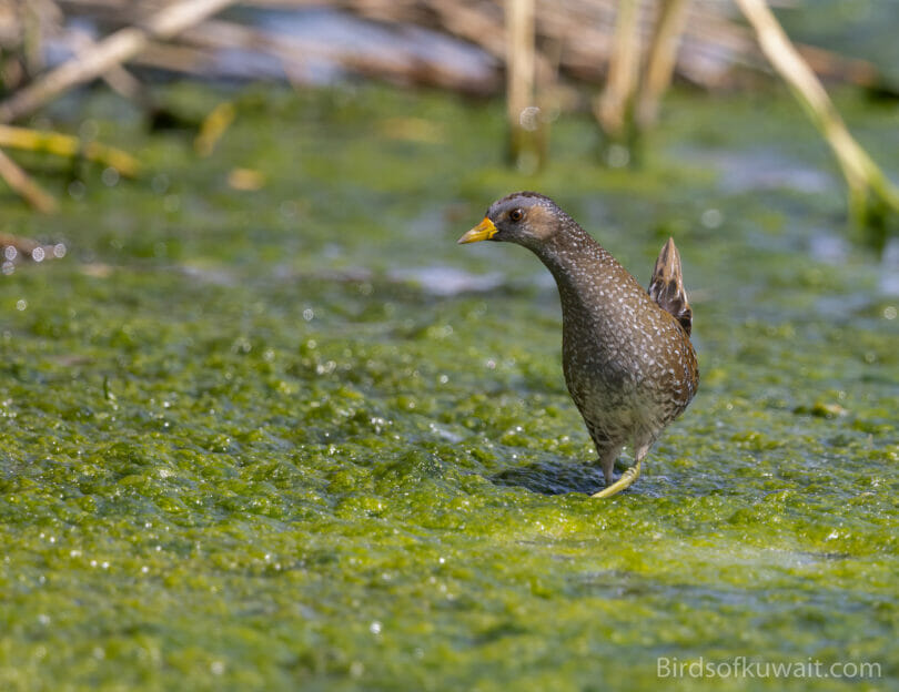 Spotted Crake Porzana porzana