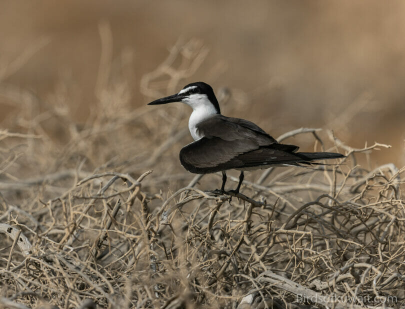 Bridled Tern Onychoprion anaethetus