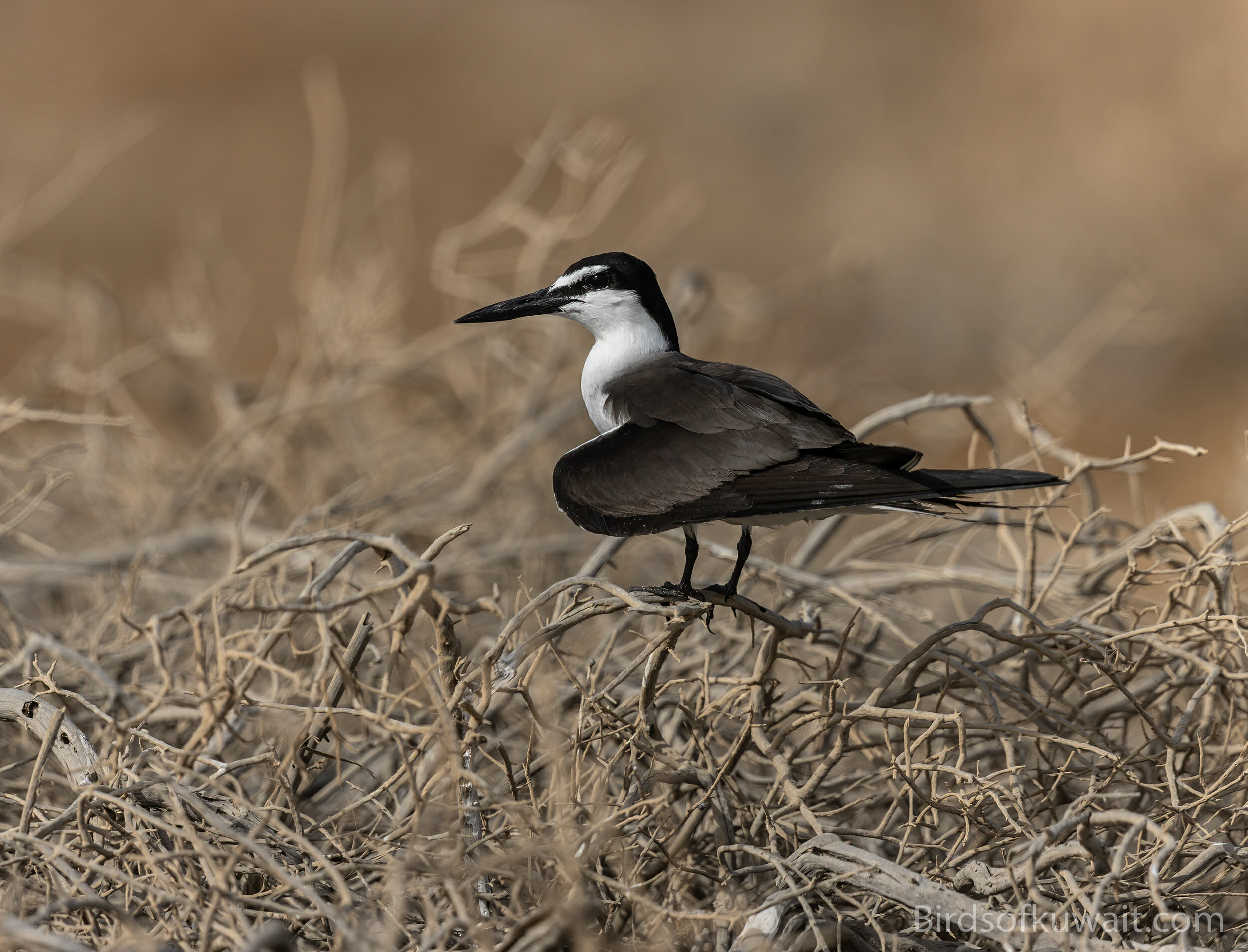 Bridled Tern Onychoprion anaethetus