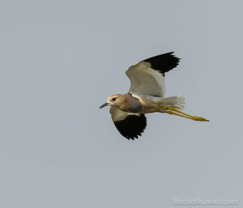 White-tailed Lapwing Vanellus leucurus