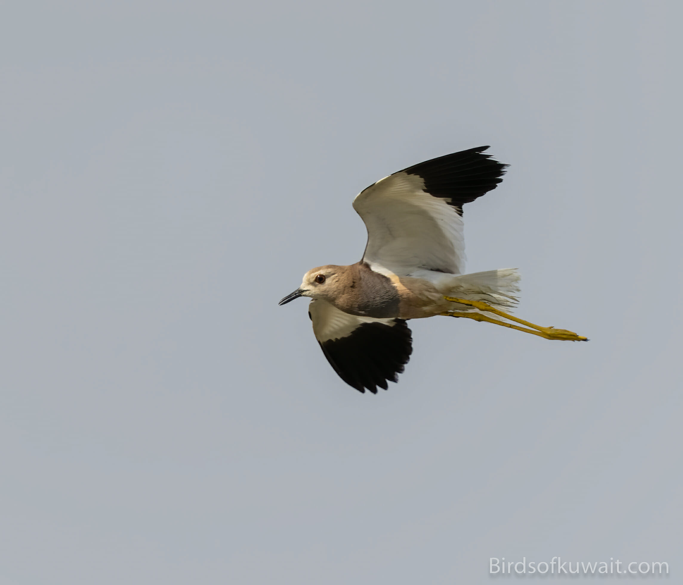 White-tailed Lapwing Vanellus leucurus