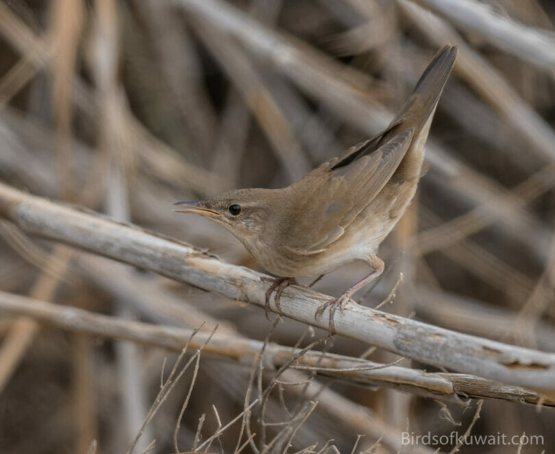Savi's Warbler Locustella luscinioides