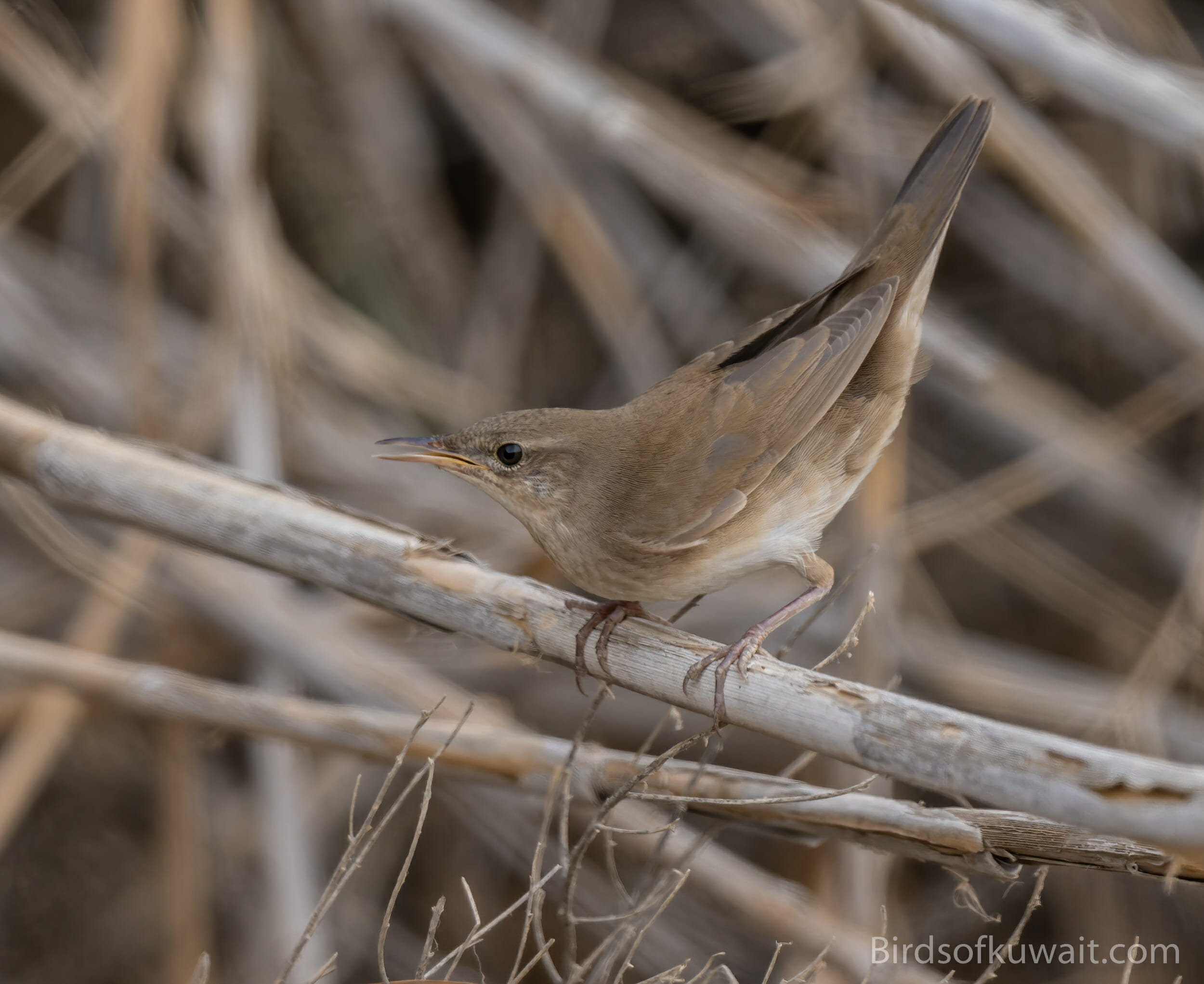 Savi's Warbler Locustella luscinioides
