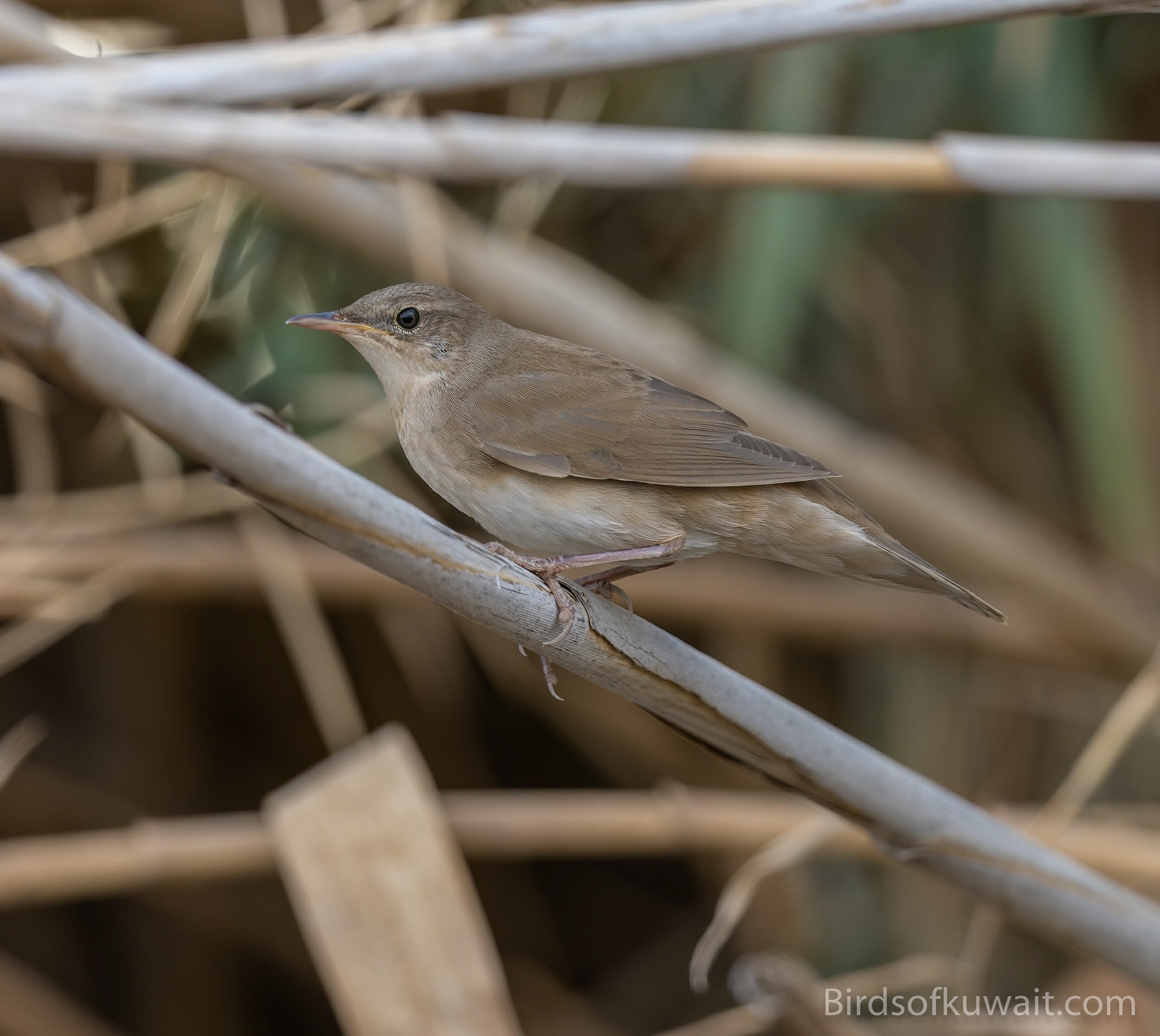 Savi's Warbler Locustella luscinioides