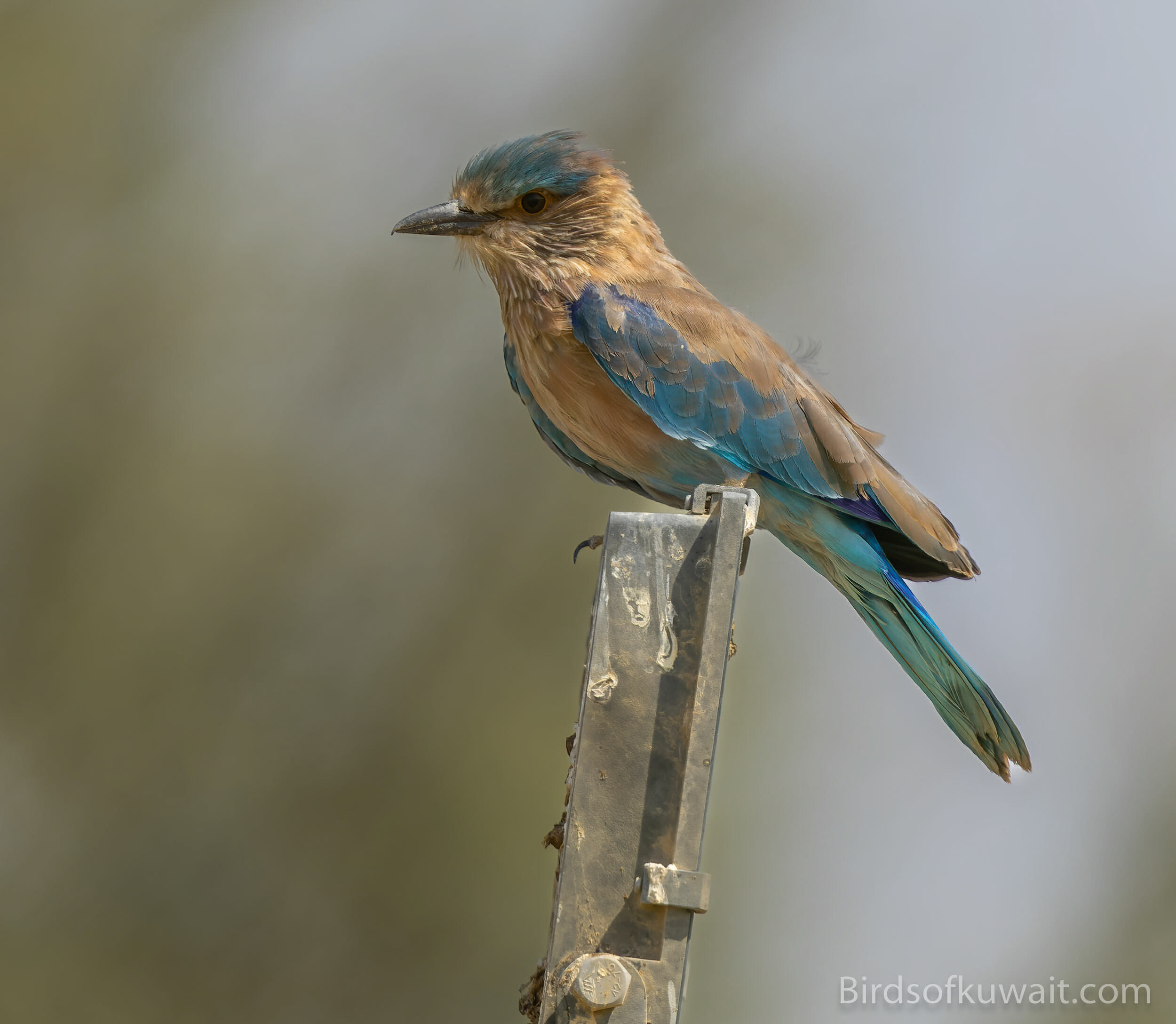 Indian Roller Coracias benghalensis