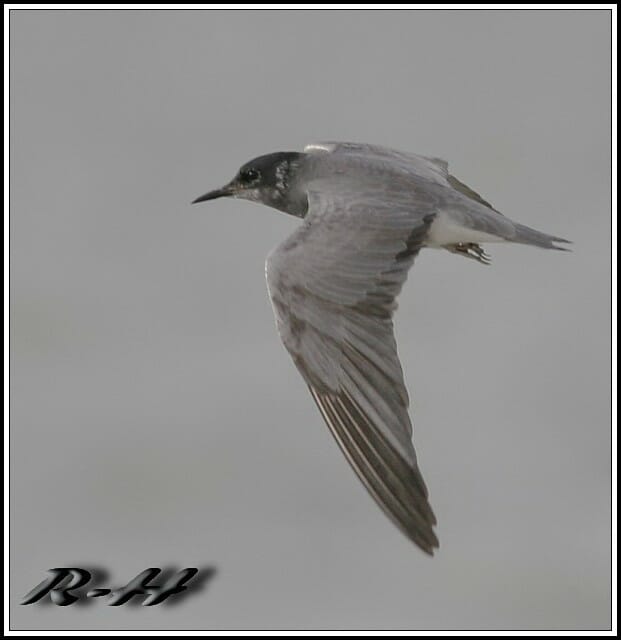 Black Tern Chlidonias niger
