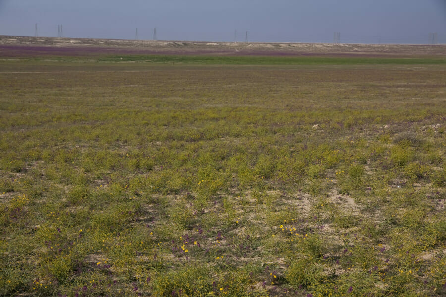 General view of the Um Erimmam Wadi
