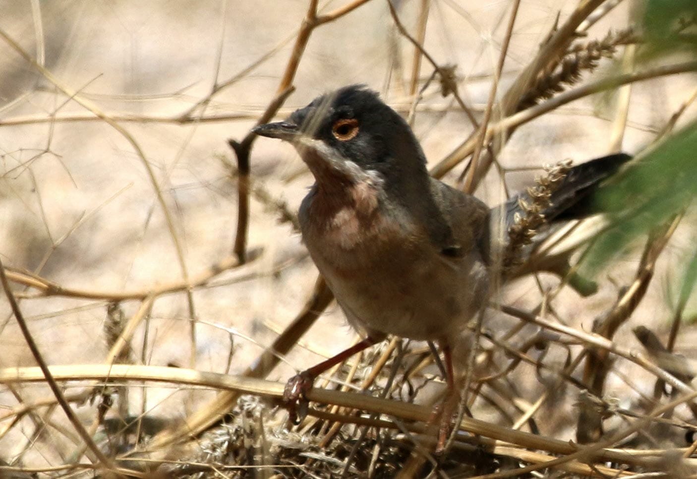 Ménétries's Warbler Curruca mystacea