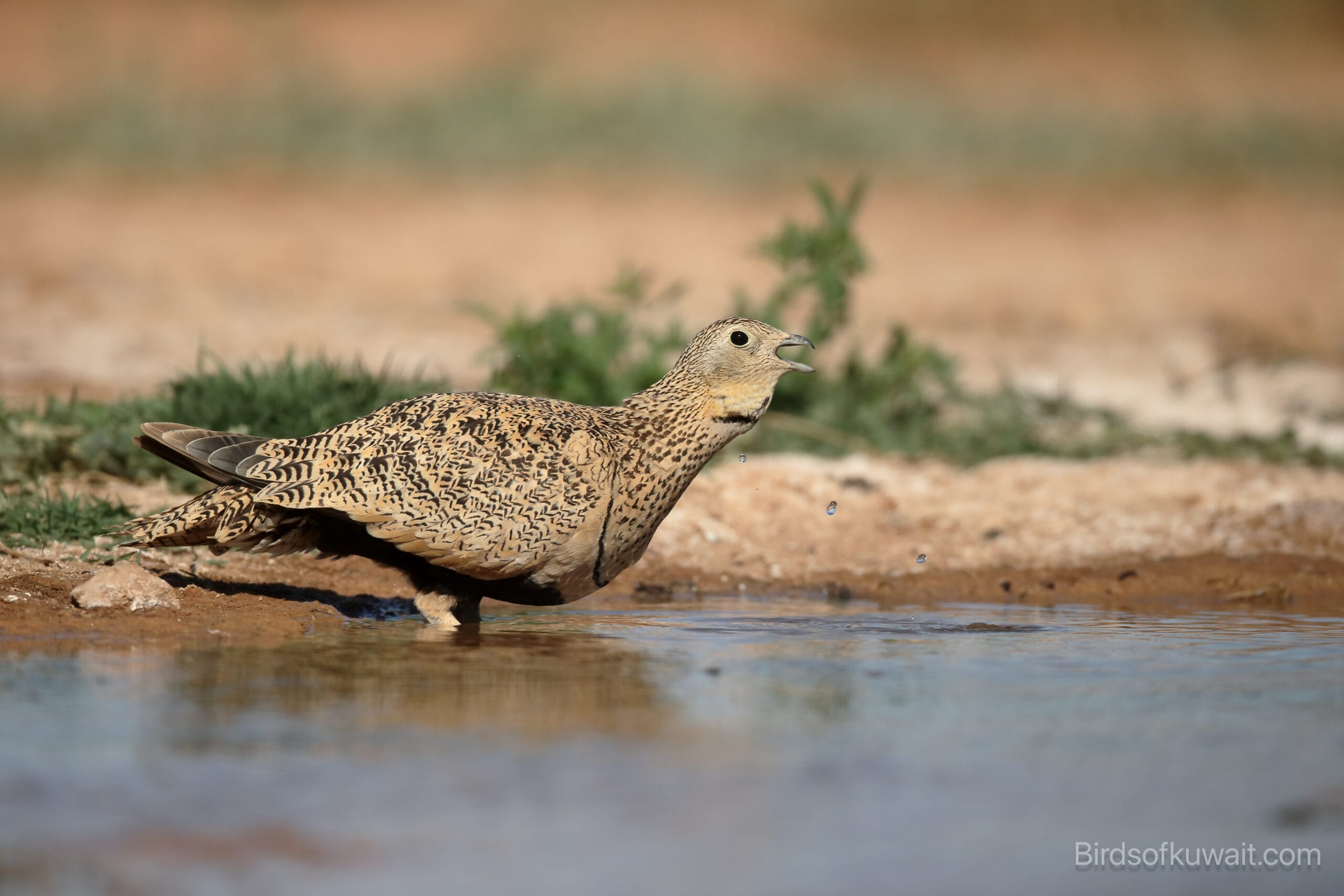 Black-bellied Sandgrouse Syrrhaptes orientalis