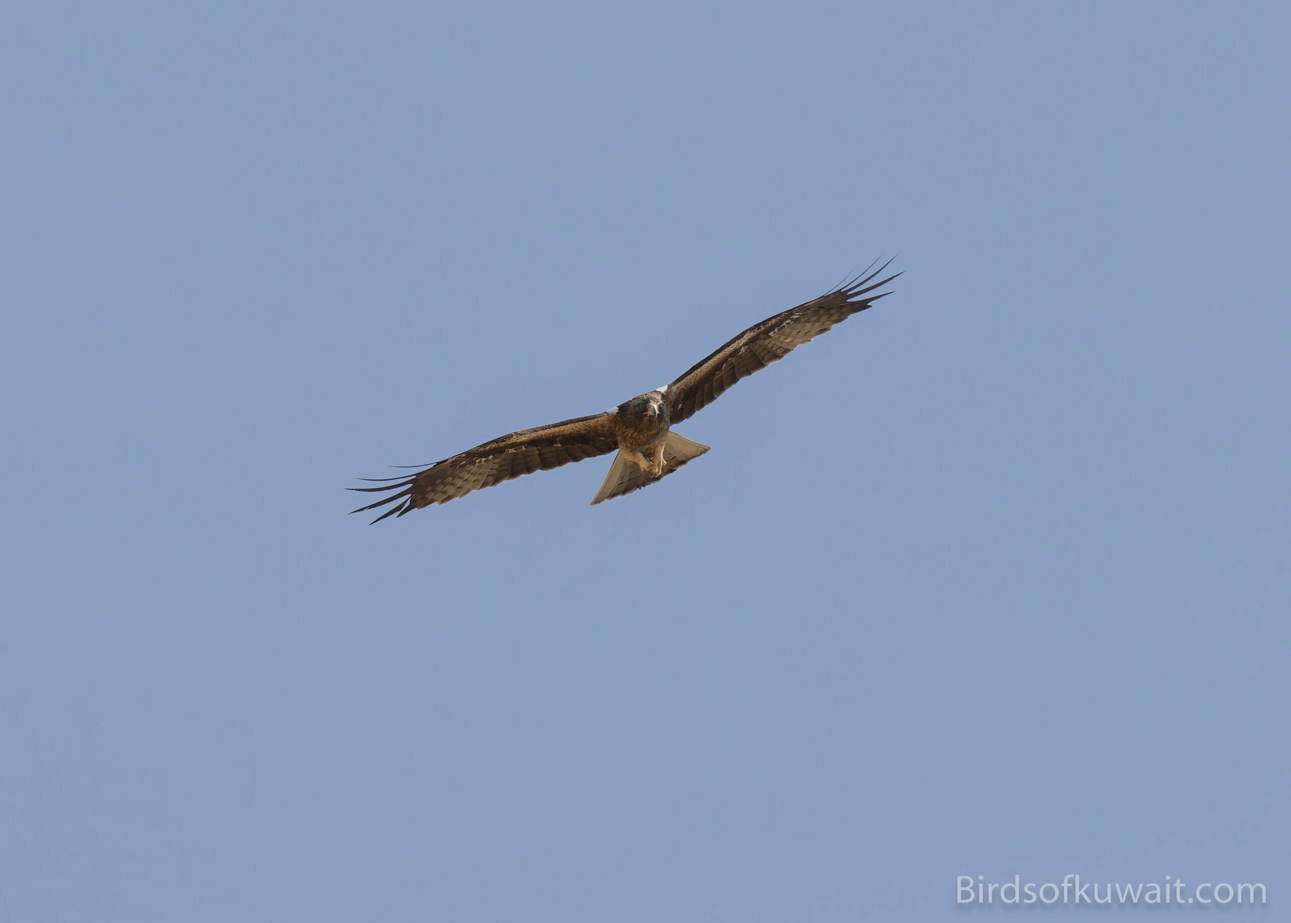 Booted Eagle Hieraaetus pennatus