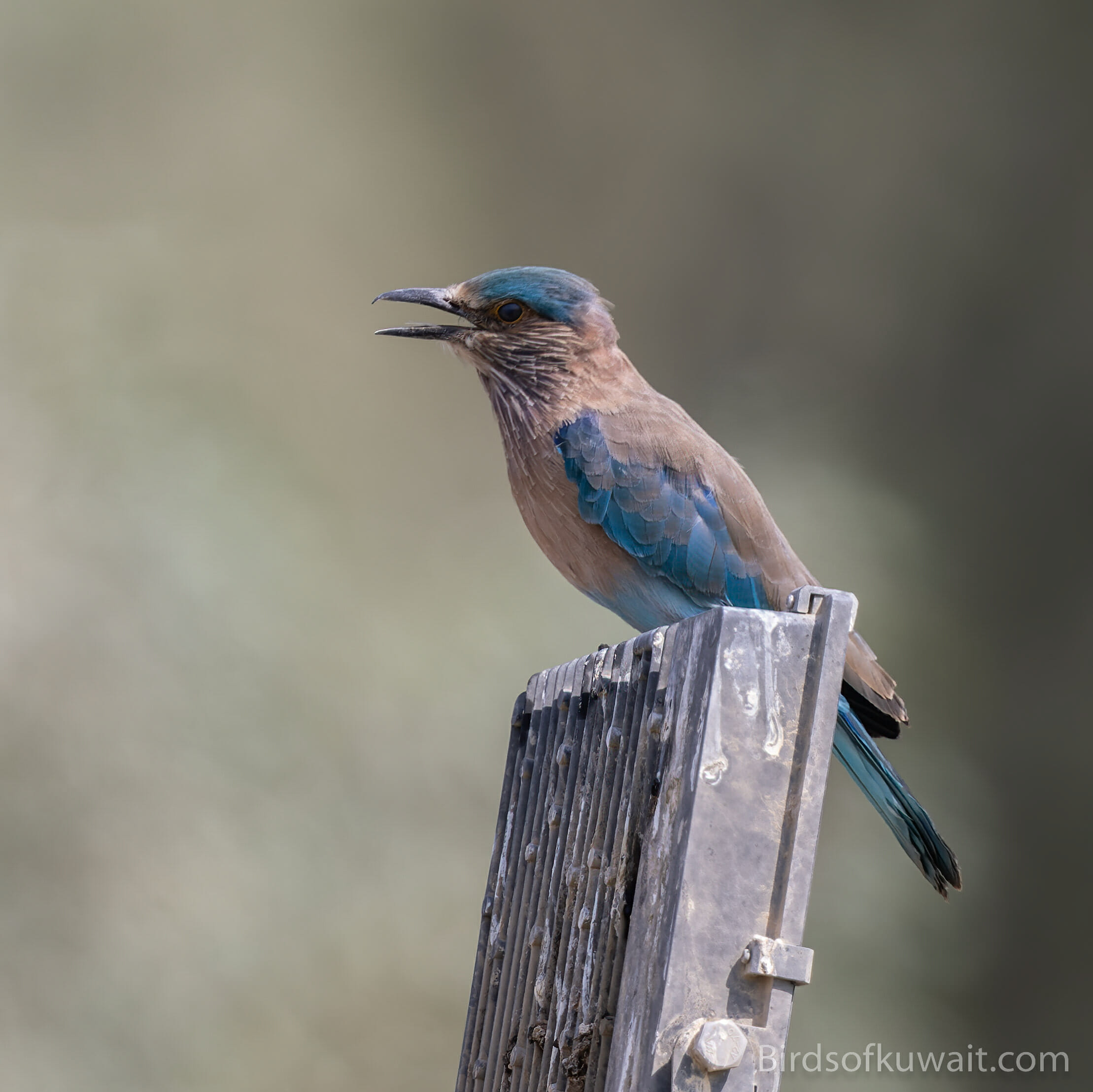 Indian Roller Coracias benghalensis