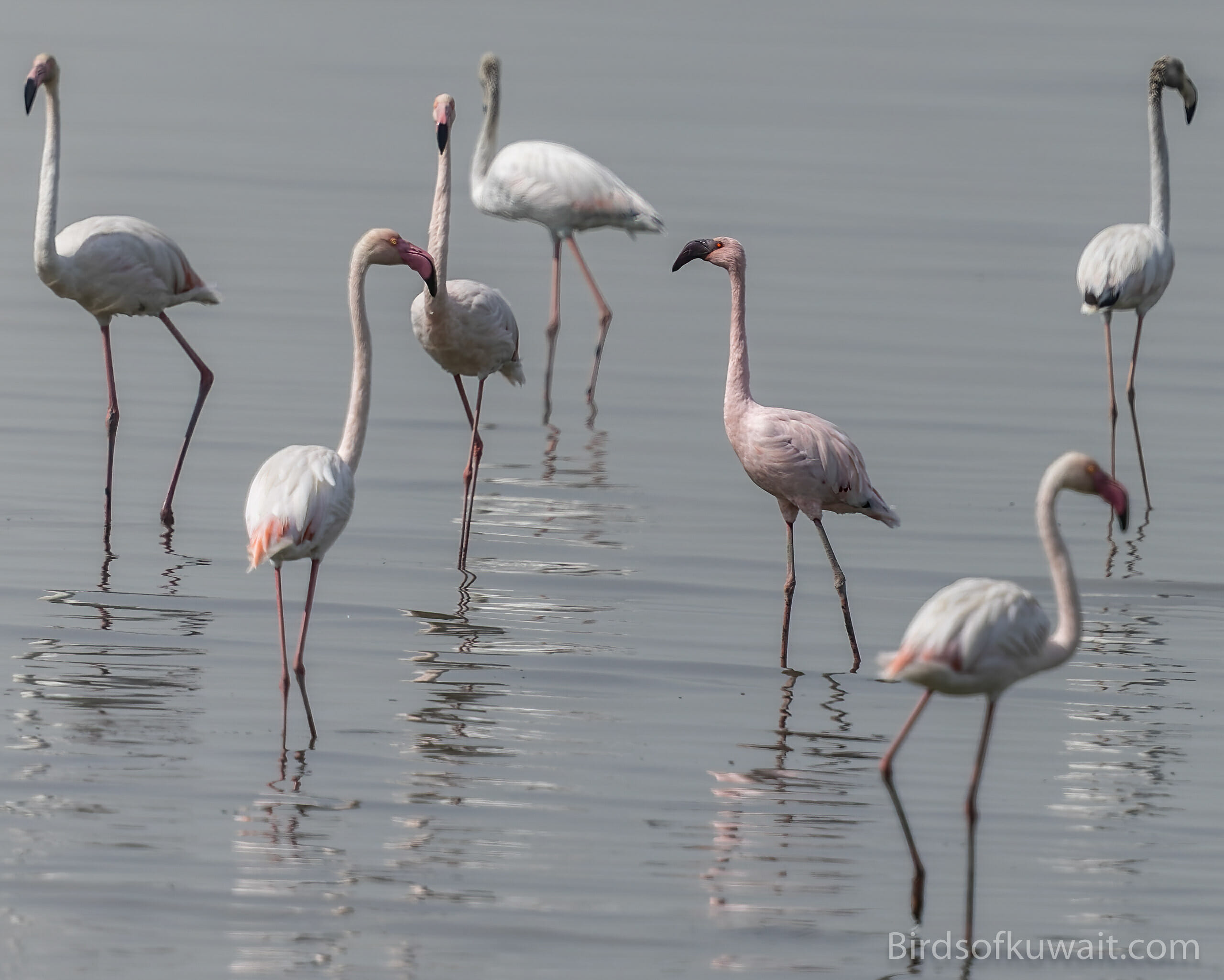 Lesser Flamingo Phoeniconaias minor