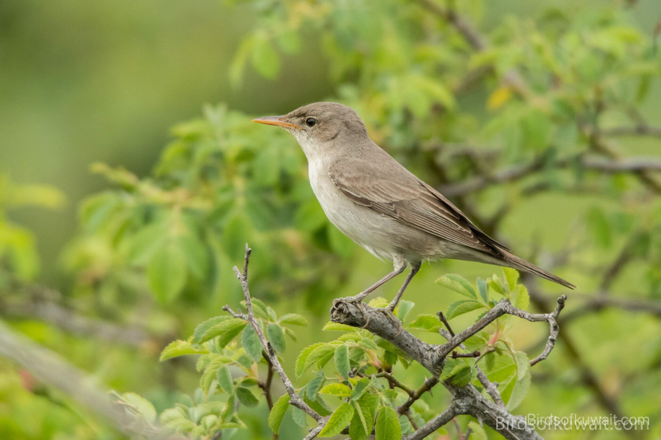 Olive-tree Warbler Hippolais olivetorum