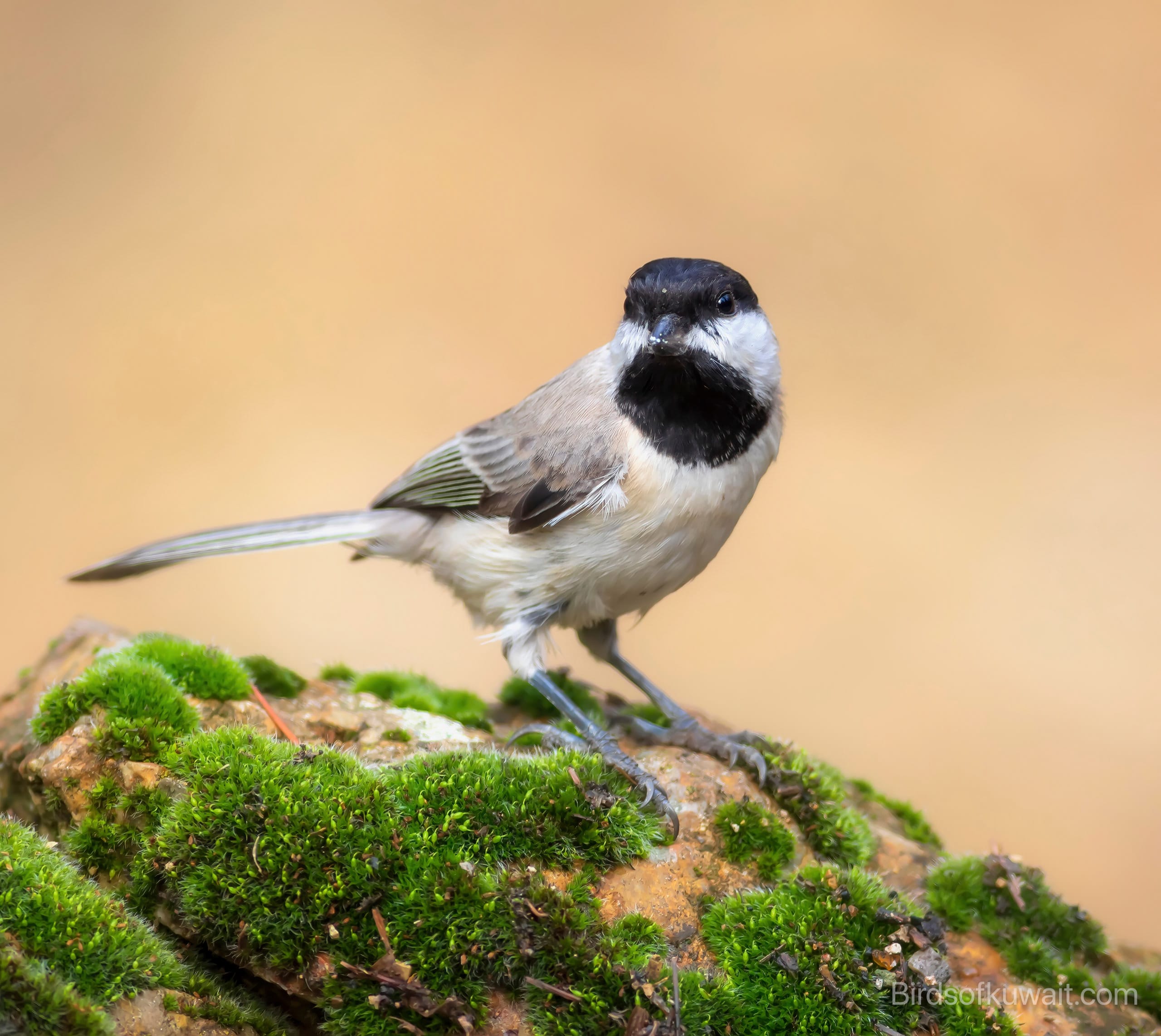 Sombre Tit Poecile lugubris