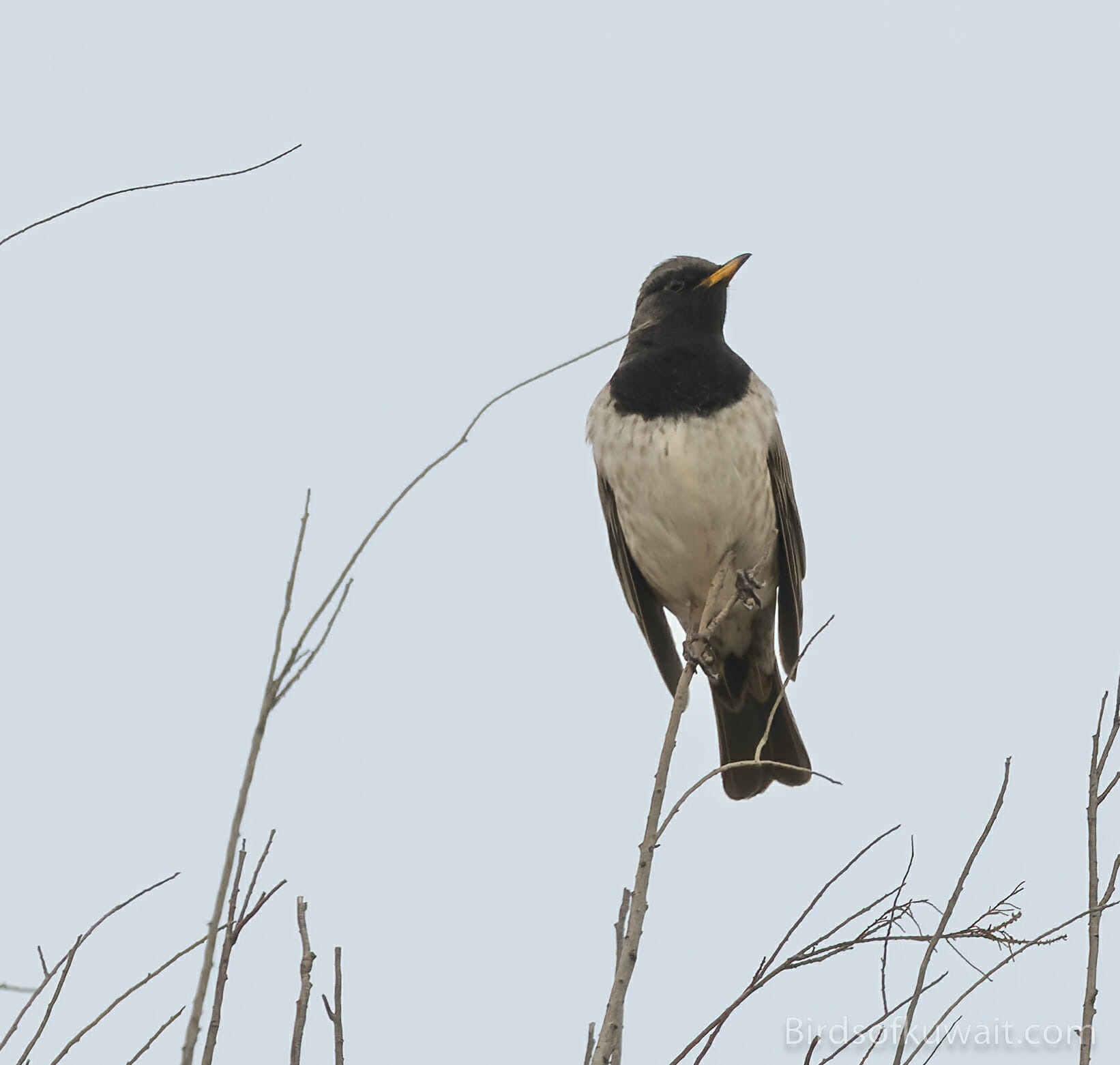 Black-throated Thrush Turdus atrogularis