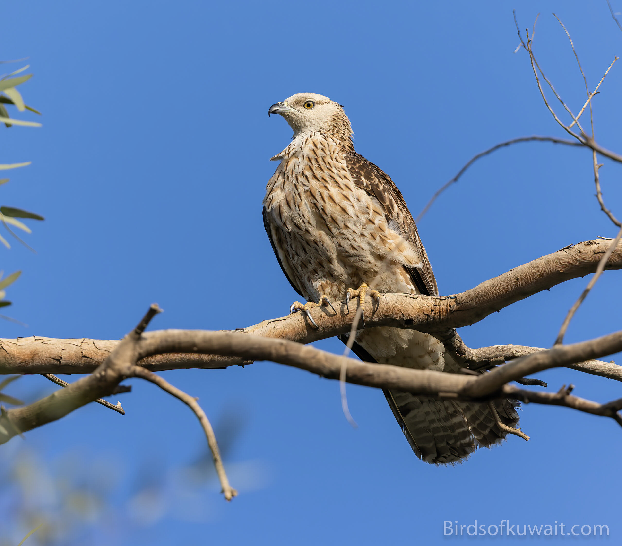 Crested Honey Buzzard Pernis ptilorhynchus