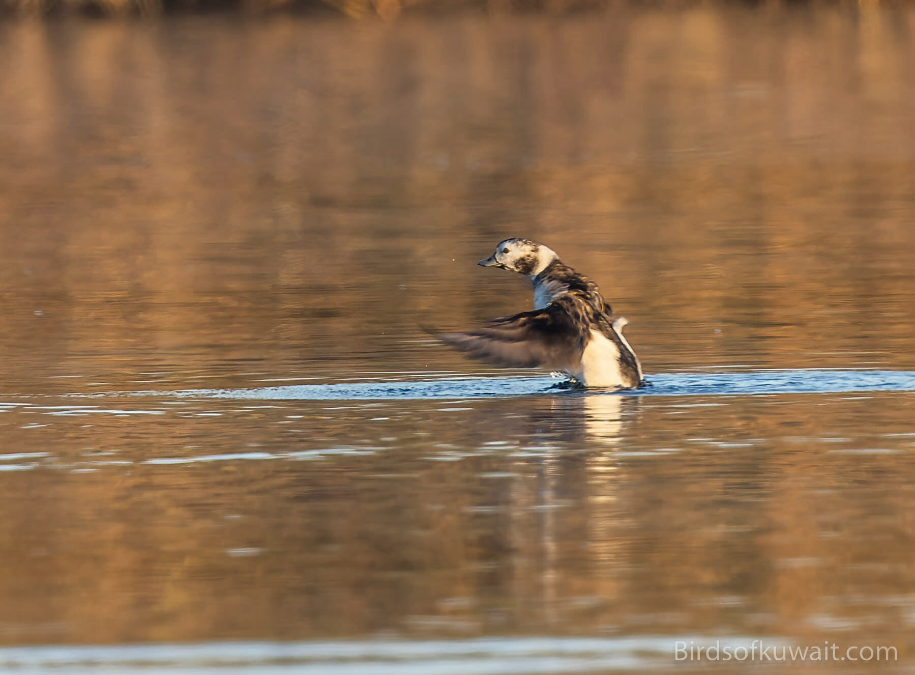 Long-tailed Duck Clangula hyemalis