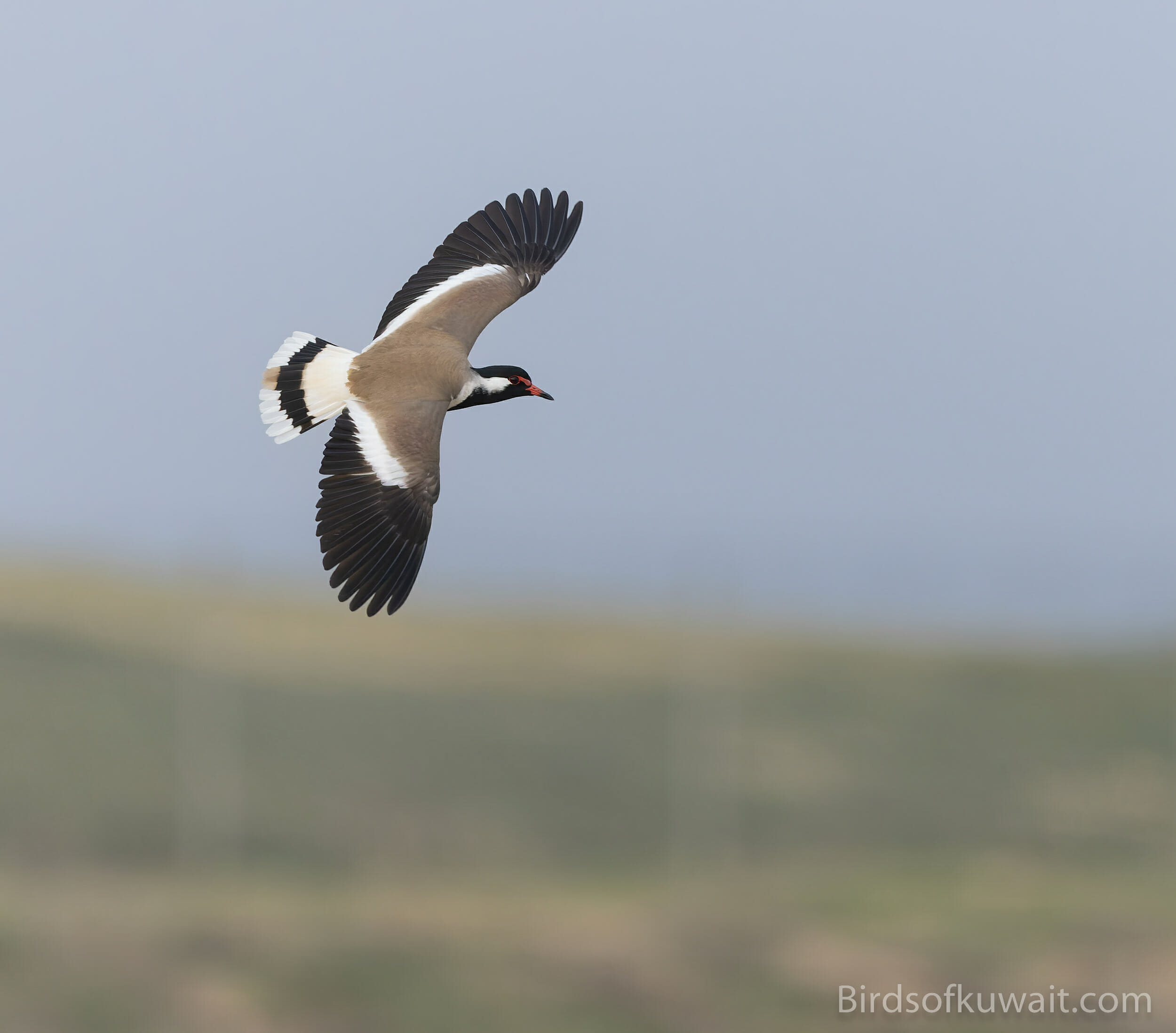 Red-wattled Lapwing Vanellus indicus