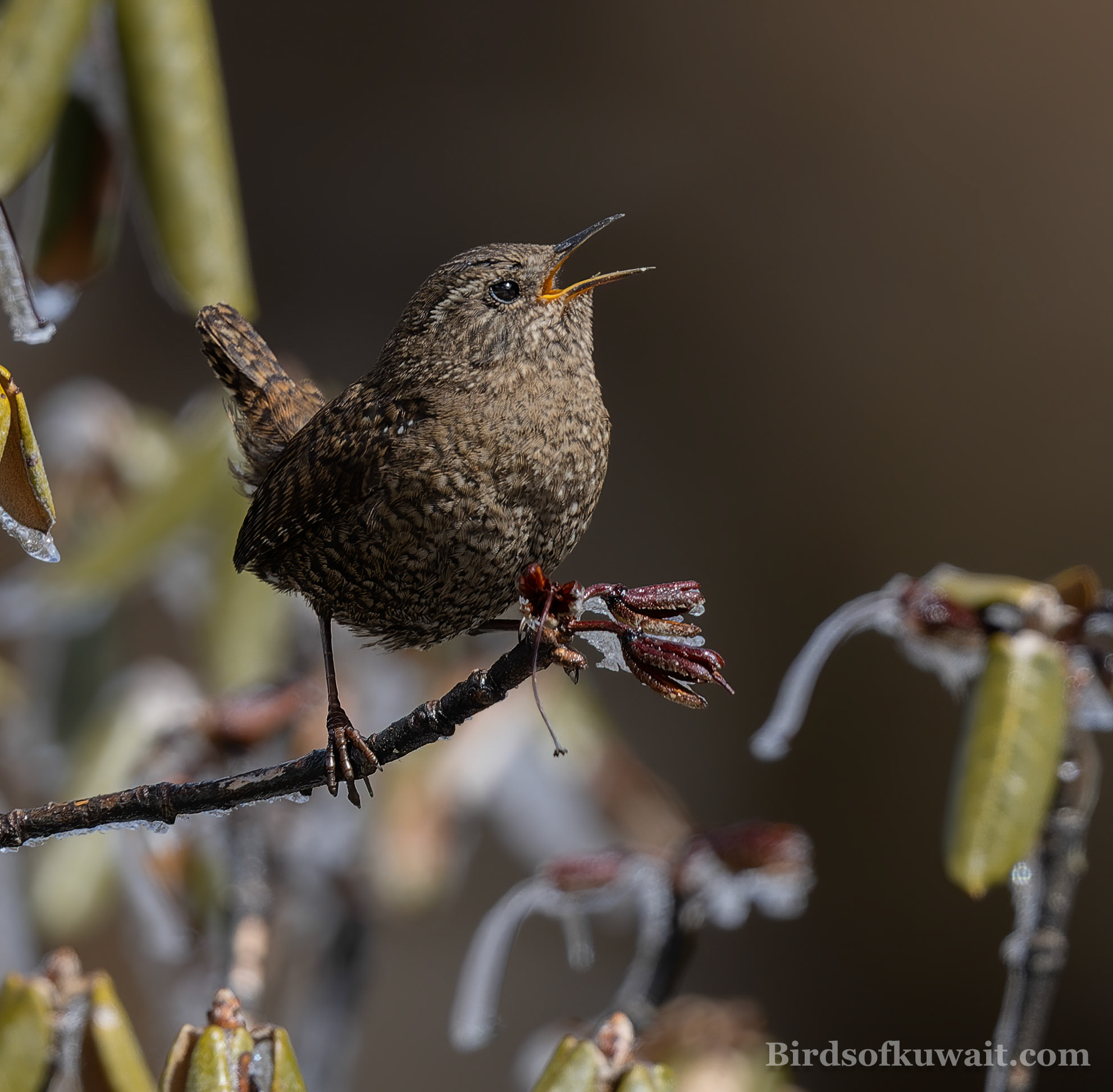 Eurasian Wren Troglodytes troglodytes