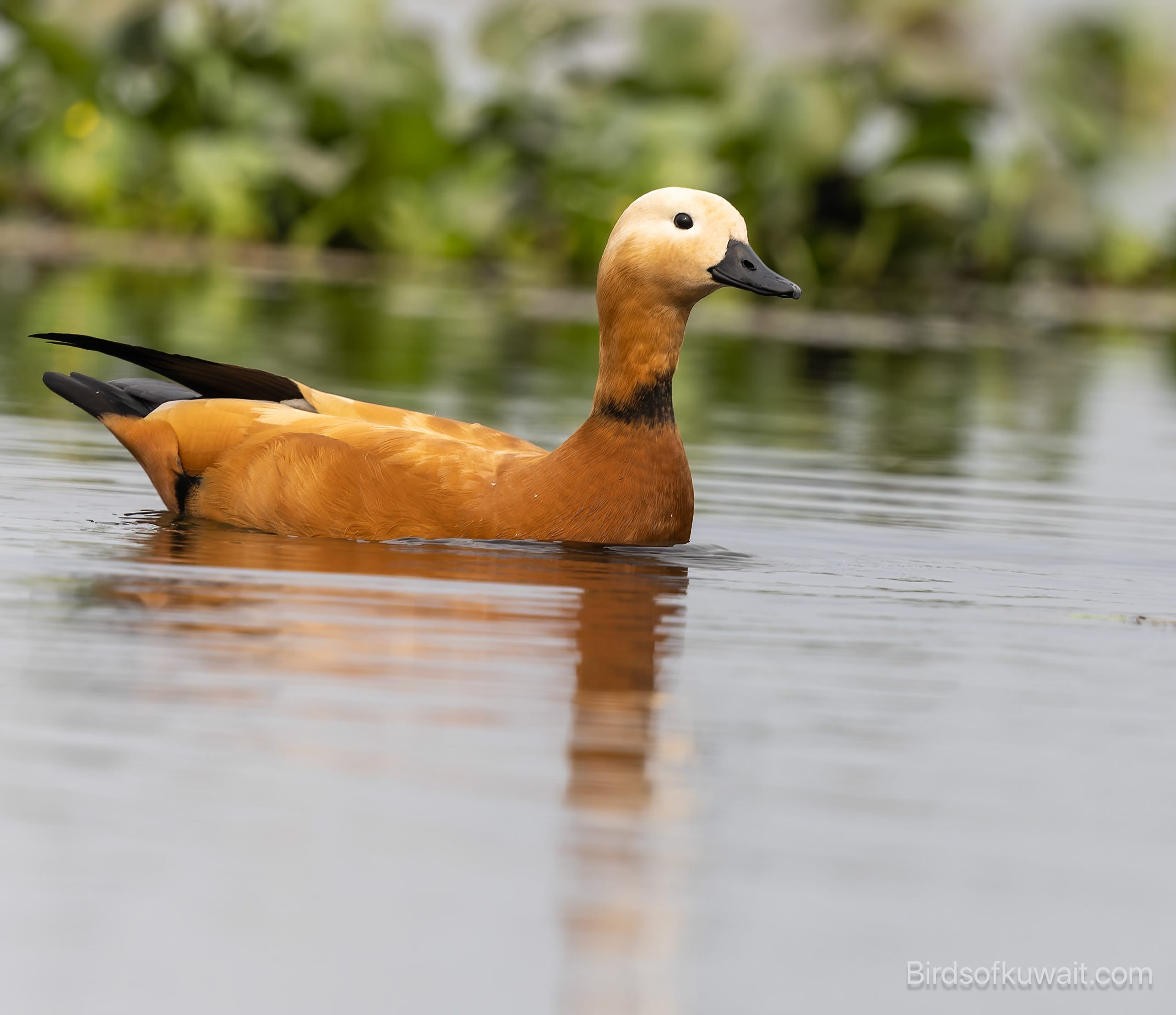 Ruddy Shelduck Tadorna ferruginea Ruddy Shelduck Tadorna ferruginea