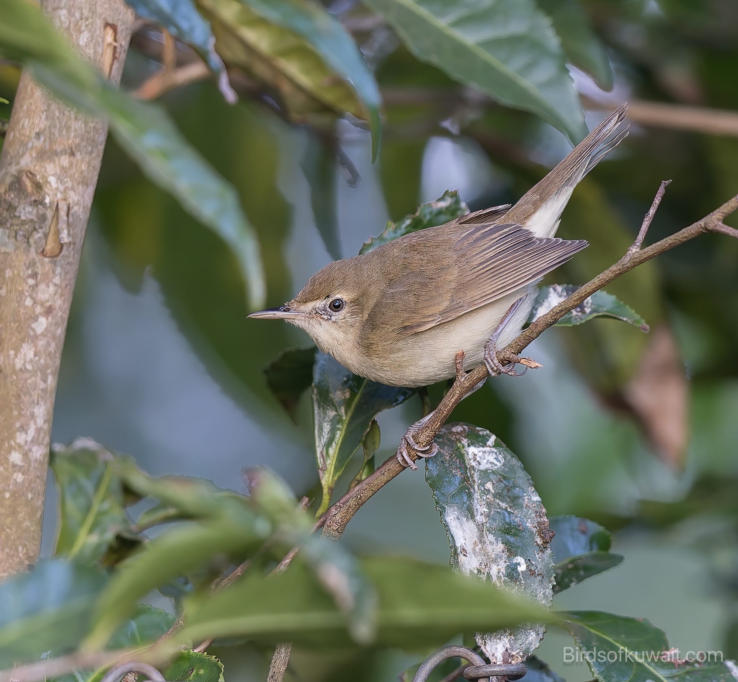 Blyth's Reed Warbler Acrocephalus dumetorum 