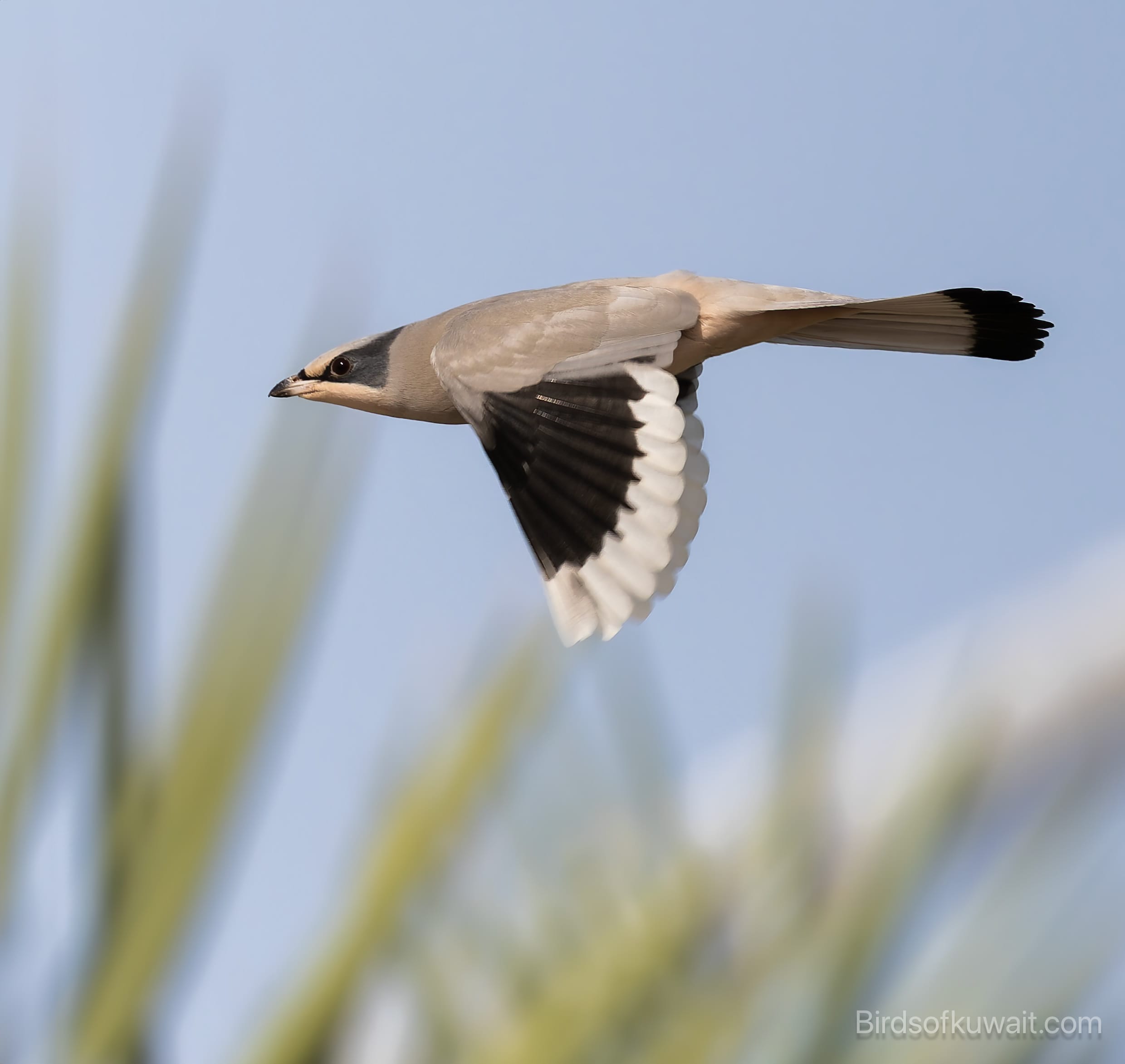 Hypocolius Hypocolius ampelinus 