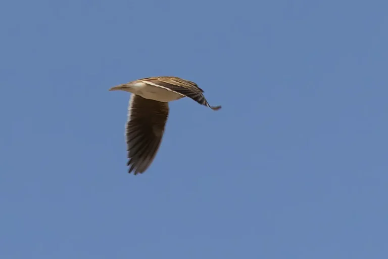 Calandra Lark Melanocorypha calandra