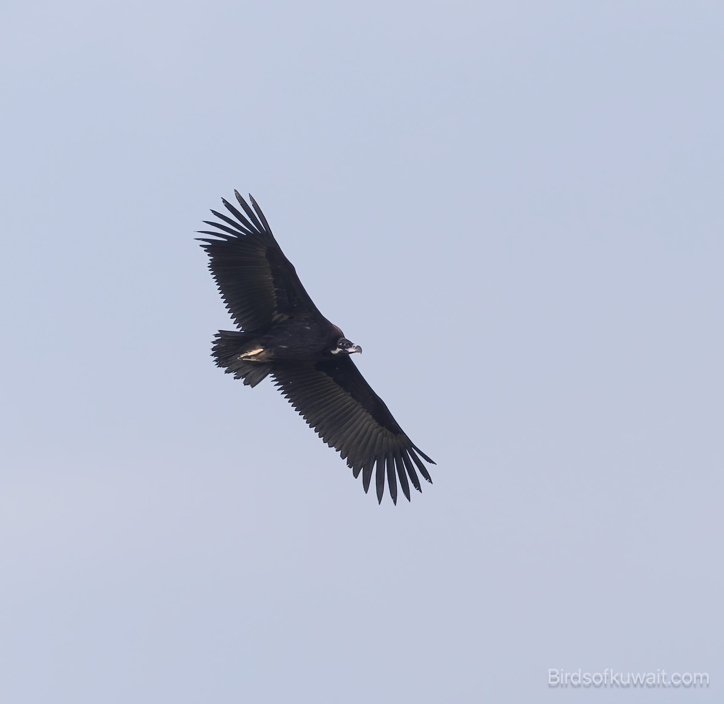 Cinereous Vulture Aegypius monachus Cinereous Vulture Aegypius monachus